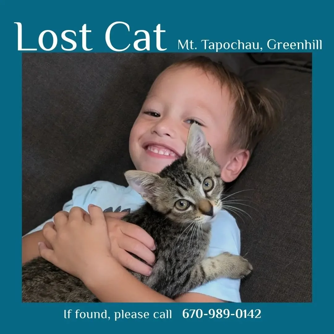 Please help us find my kid's cat, Baby ❤️🙏
She got out yesterday afternoon and is missing
Call or WhatsApp 670-989-0142 Lea if found