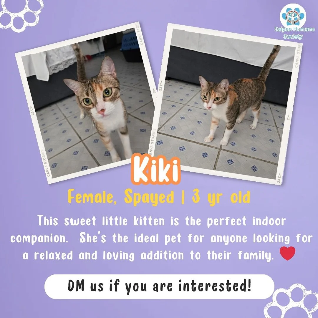 Happy National Kitten Day! 🐱🐾 
Celebrate with us by welcoming a new furry friend into your home. Meet Kiki and Haha, two adorable kittens looking for their forever homes.

🩷Kiki is a calm and gentle kitten who loves cozy spots and quiet cuddles. S