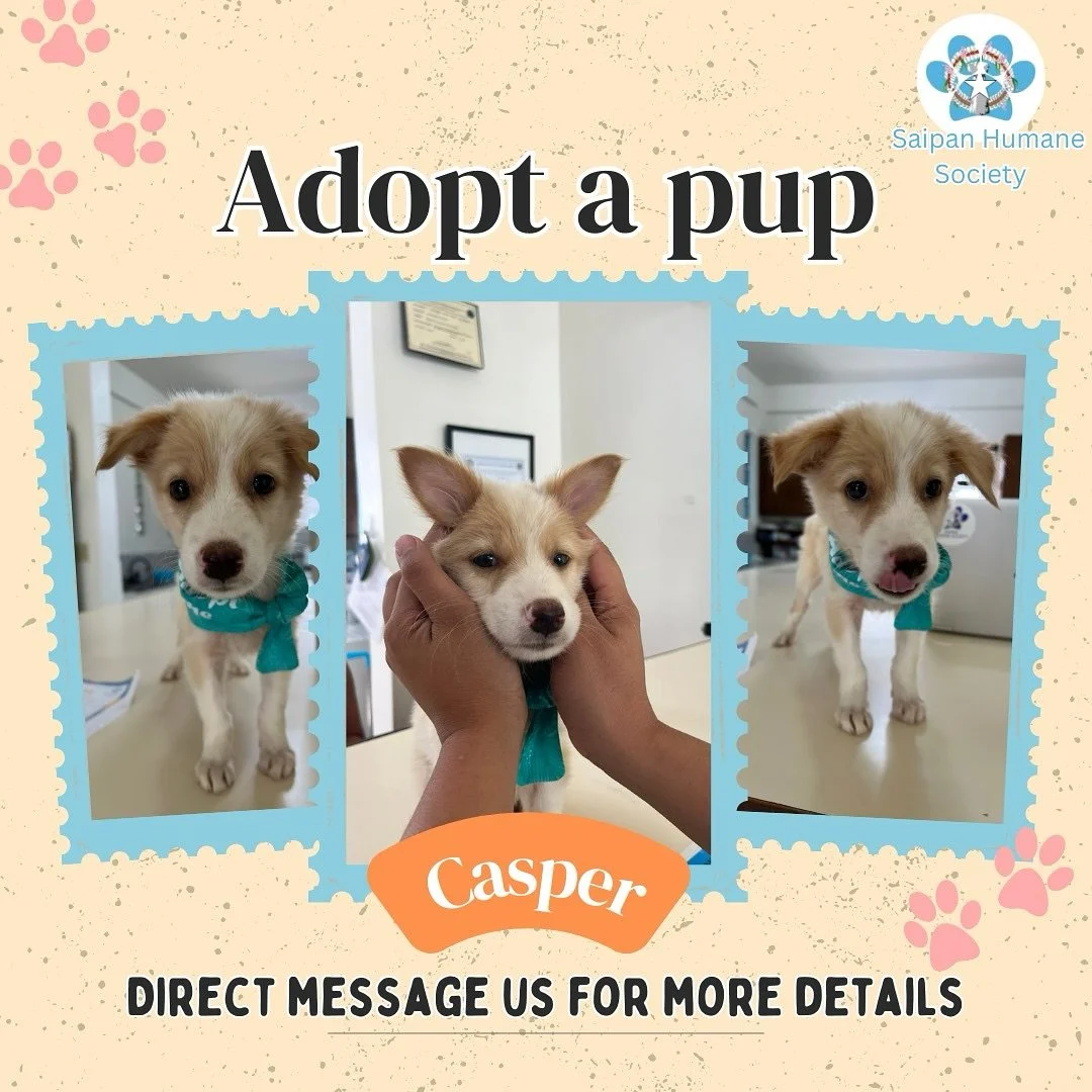 Meet Casper 👻🐾 🩵

This adorable 2-3 month old male puppy is as chill and relaxed as they come. Casper loves lounging around and taking it easy, making him the perfect companion for a laid-back household. If you&rsquo;re looking for a sweet and cal