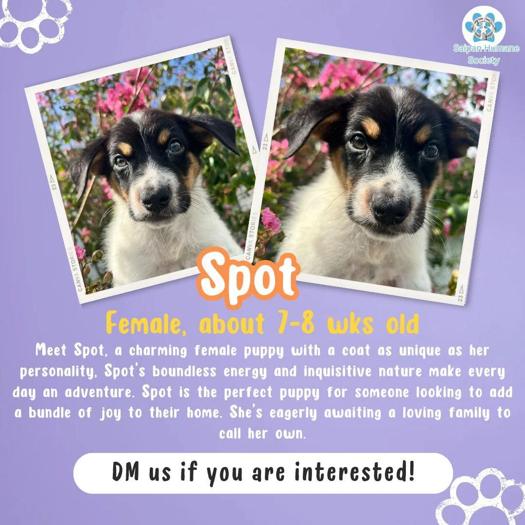 Meet Spot🐶🐾, a charming female puppy with a coat as unique as her personality✨ Spot's boundless energy and inquisitive nature make every day an adventure. Her bright, twinkling eyes are always alert, ready to discover new sights and sounds. Spot's 