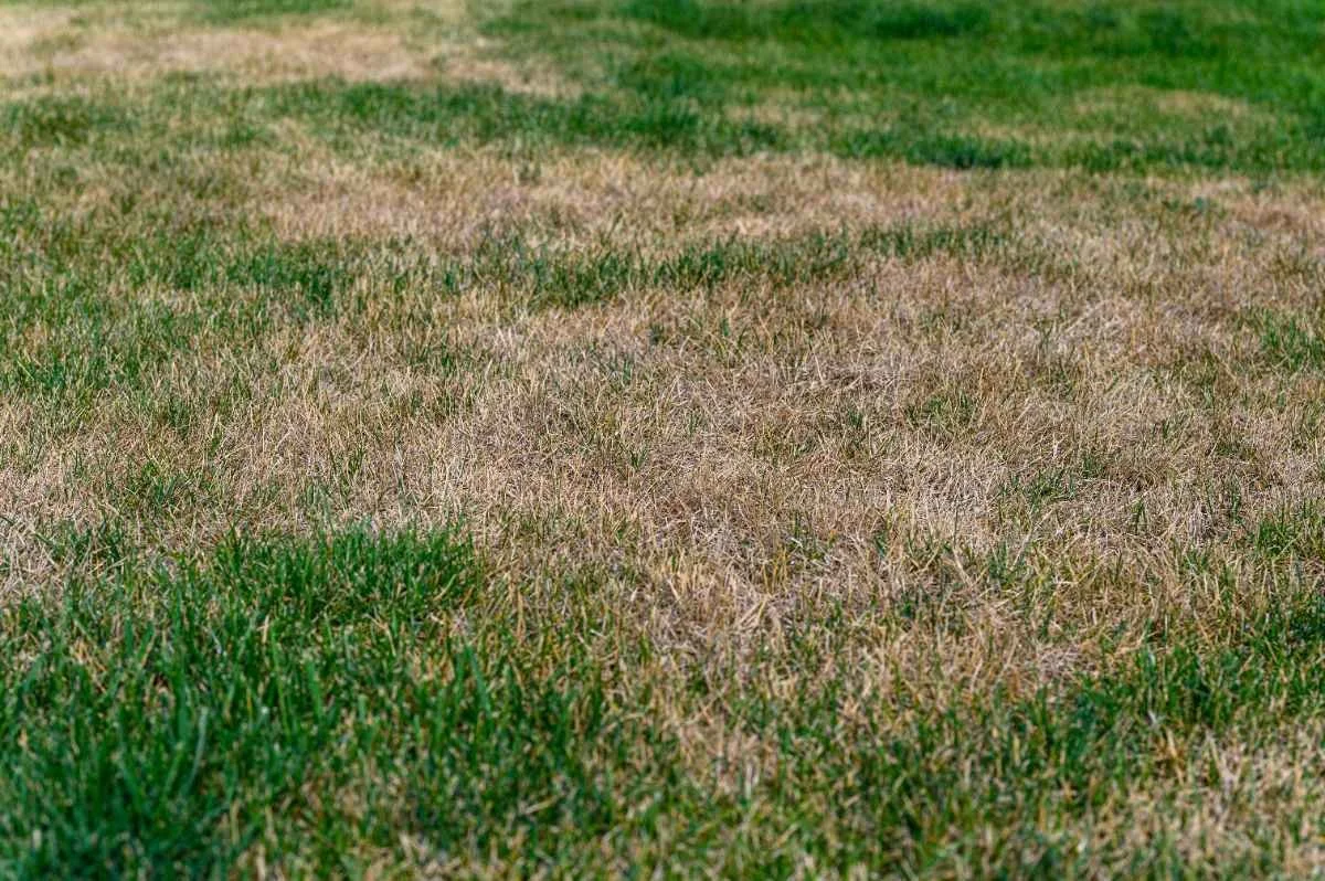 Close-up of a patchy grass lawn with both green and brown areas.
