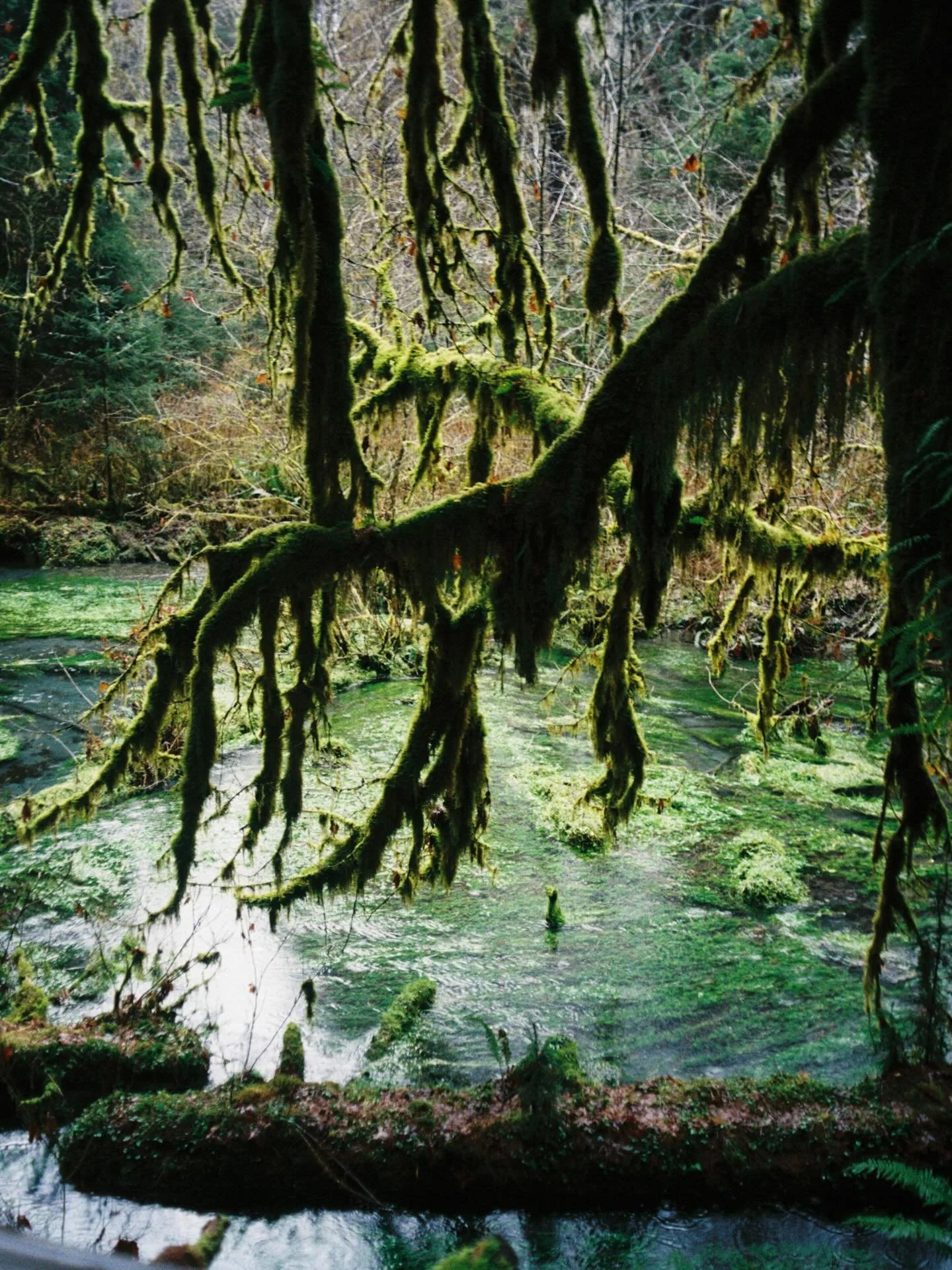 Just now getting around to editing photos from the Hoh rainforest with sweet @sofiawindelev <3 

Here are some mossy delights