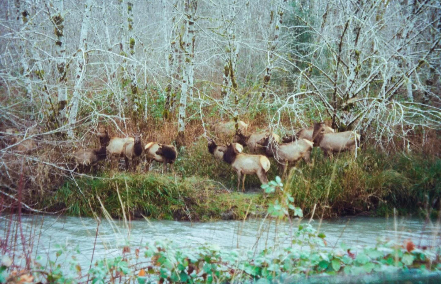 A quiet moment shared with Elk in the Hoh Rainforest / Foggy film