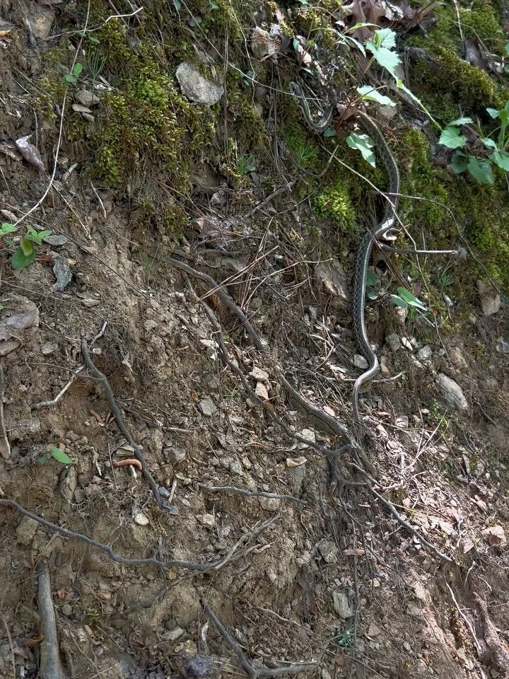 my kind of lunch break in between shoots today 🐍🍄&zwj;🟫🪨