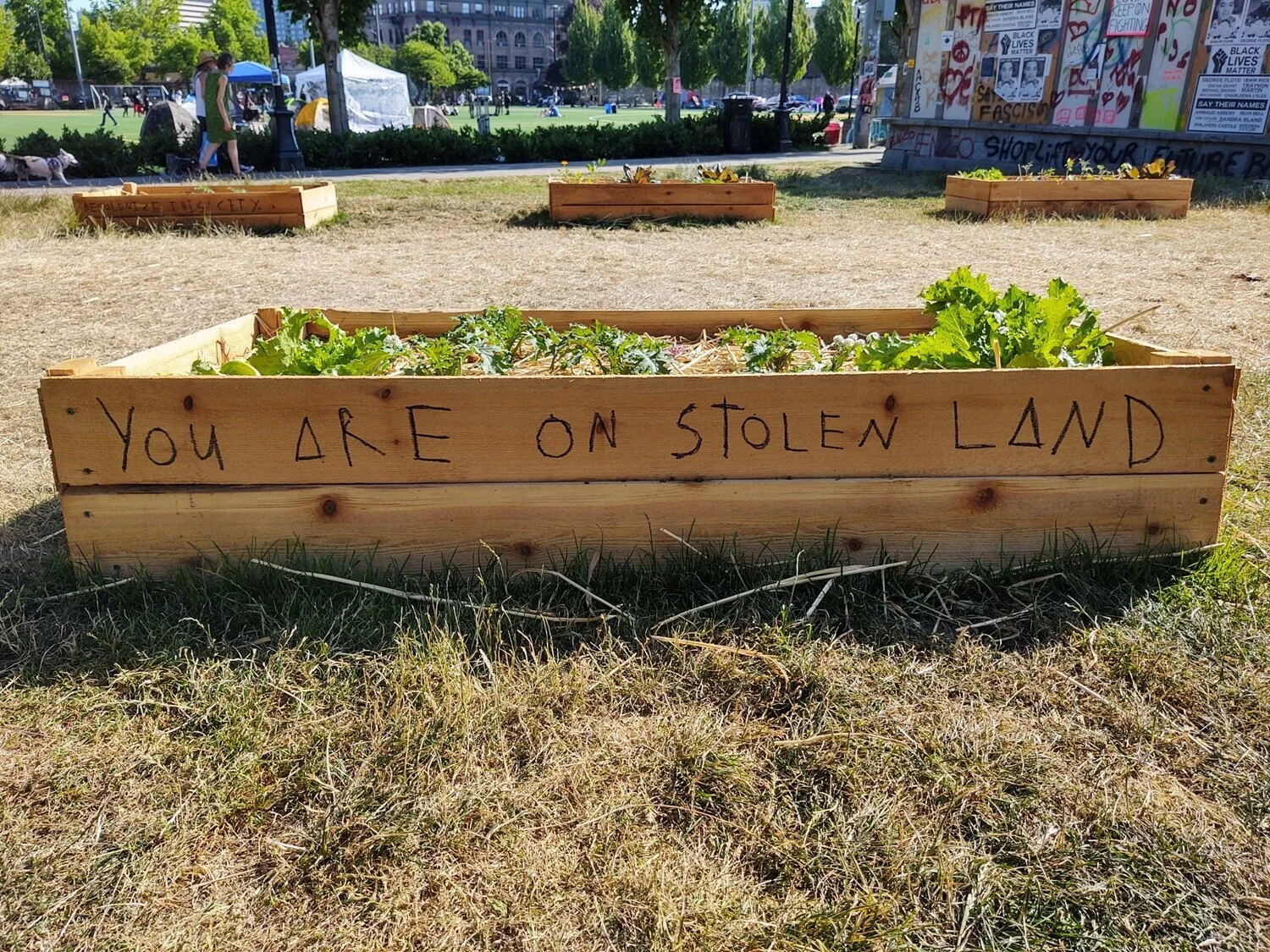 Bushy green leaves peek out of raised, wooden garden beds. “You are on stolen land,” has been written on the side of one.
