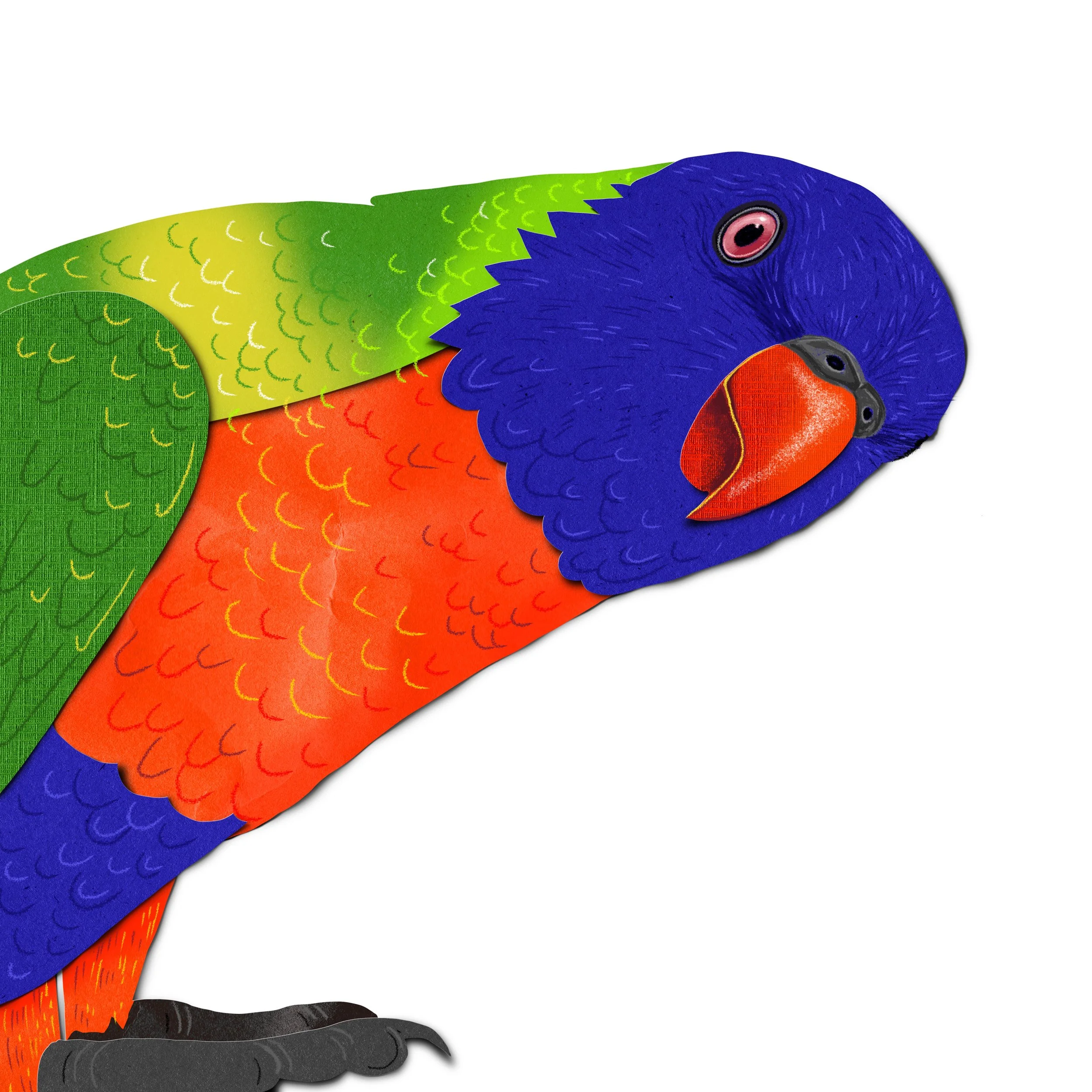 Lorikeet no background.jpg