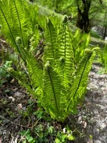 Botanica e storia nei dintorni di Astano