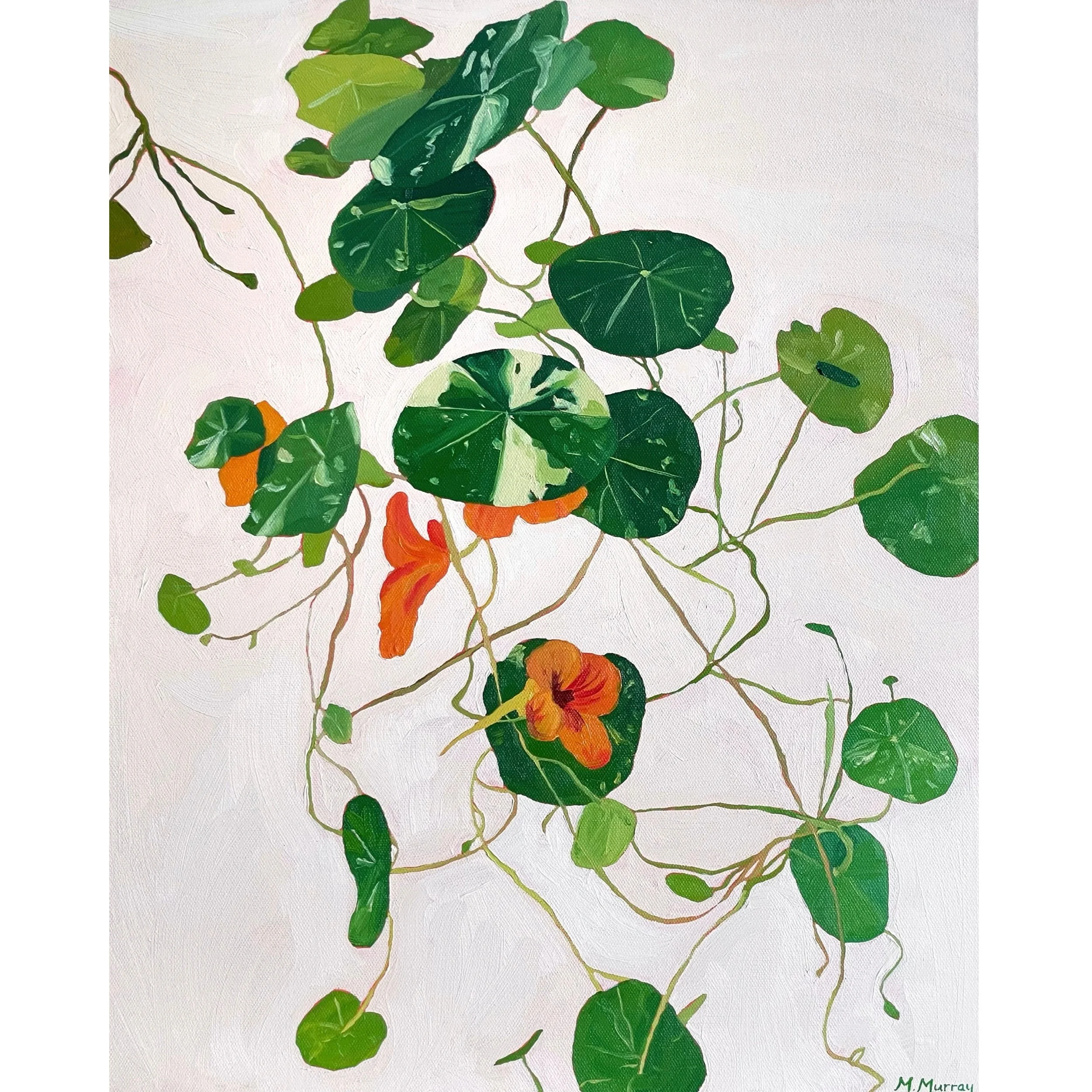 Nasturtium white border.jpg