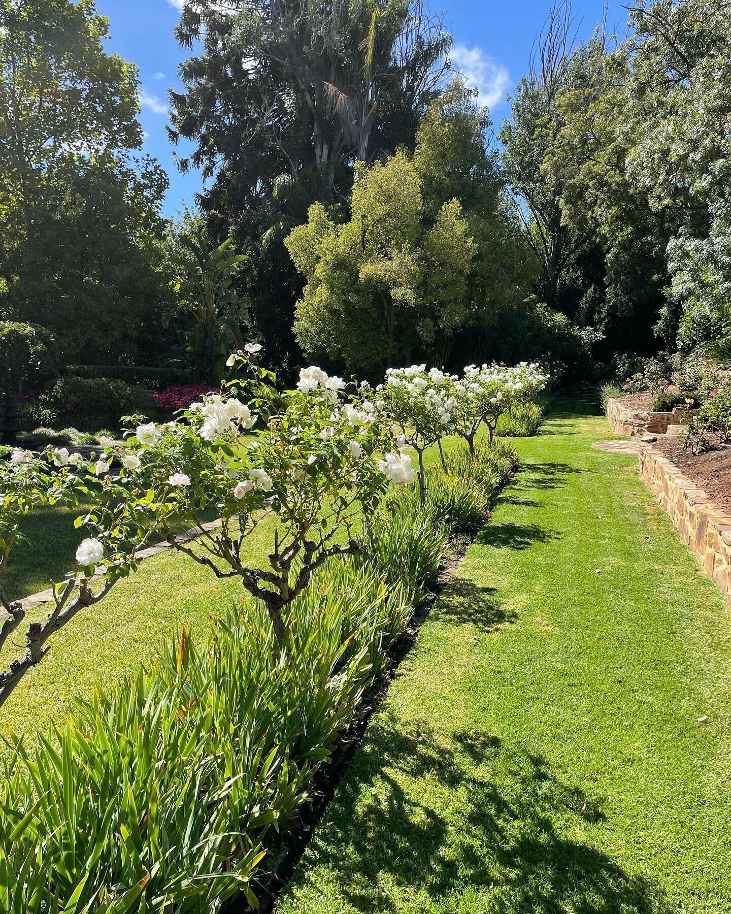 This garden looking a dream!

#contemporarygardenco #garden #gardenmaintenance #southaustralia #adelaide