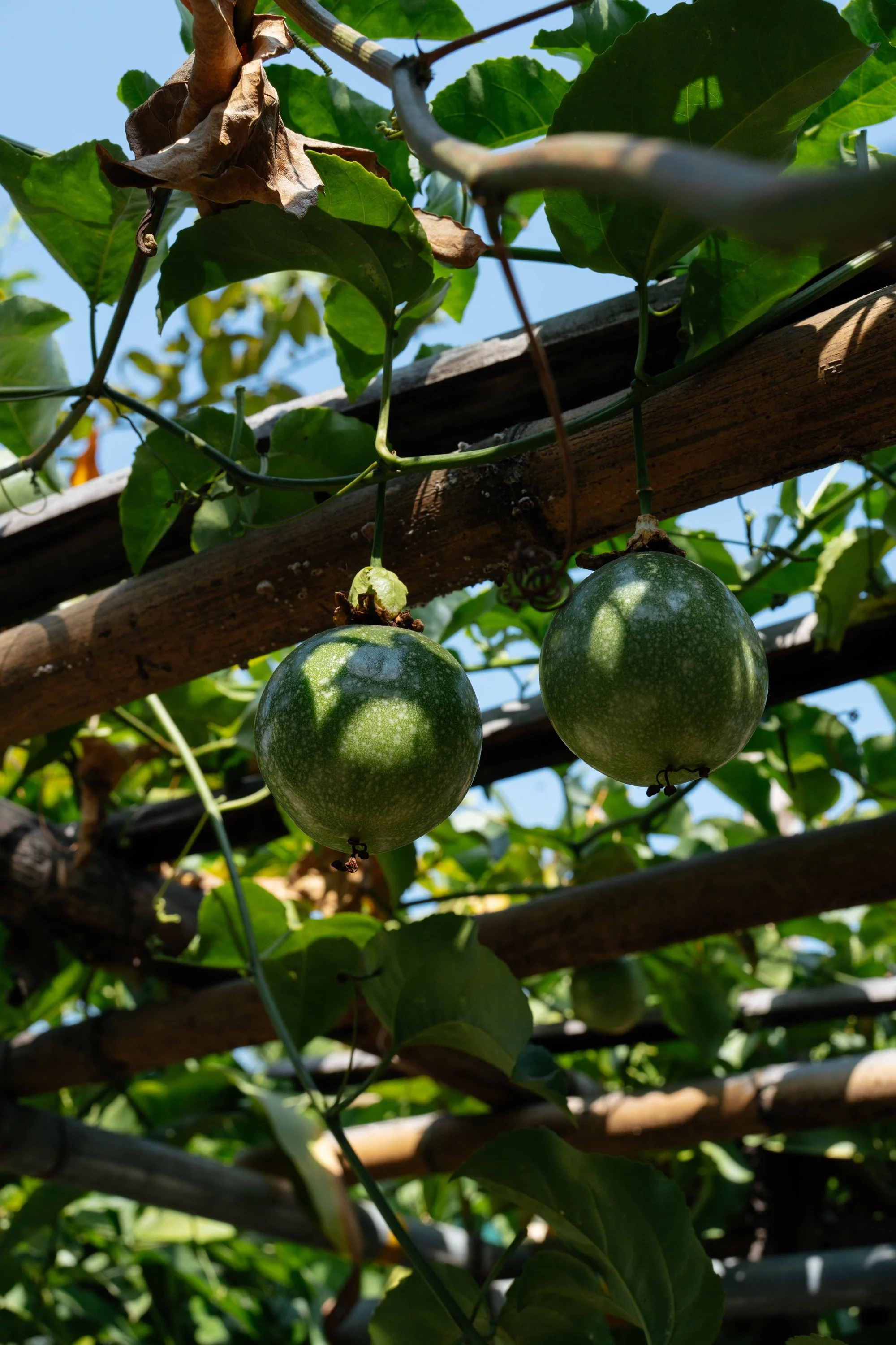 Thailand Favo's_6_by Isabell Janssen.JPG