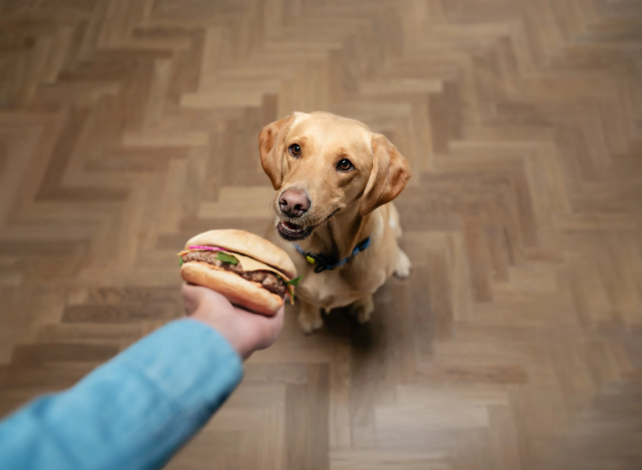 Welkoop_2_by Isabell Janssen.JPG