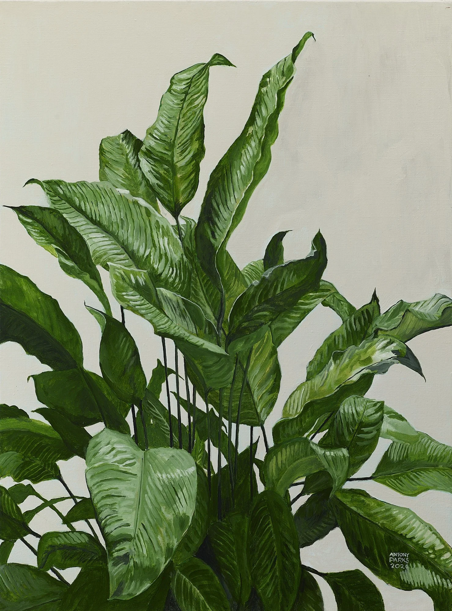 Arum_lily_10-02-26_03 1.jpg