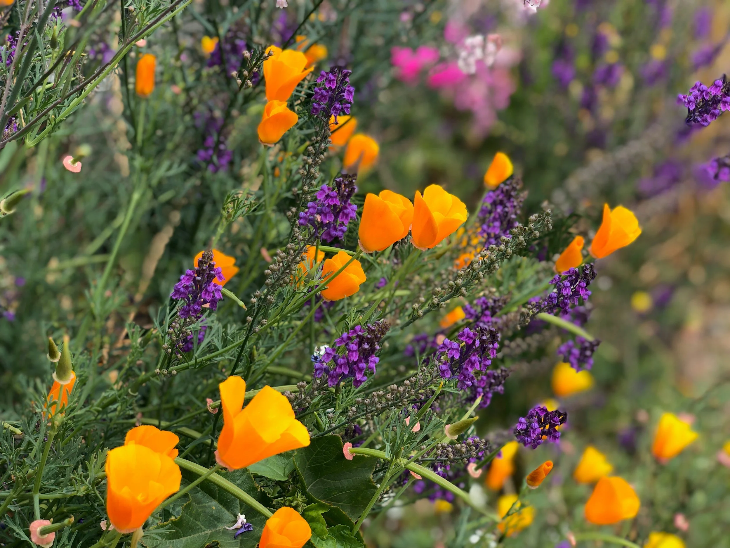 Wildflower Walk with The Last Green Valley