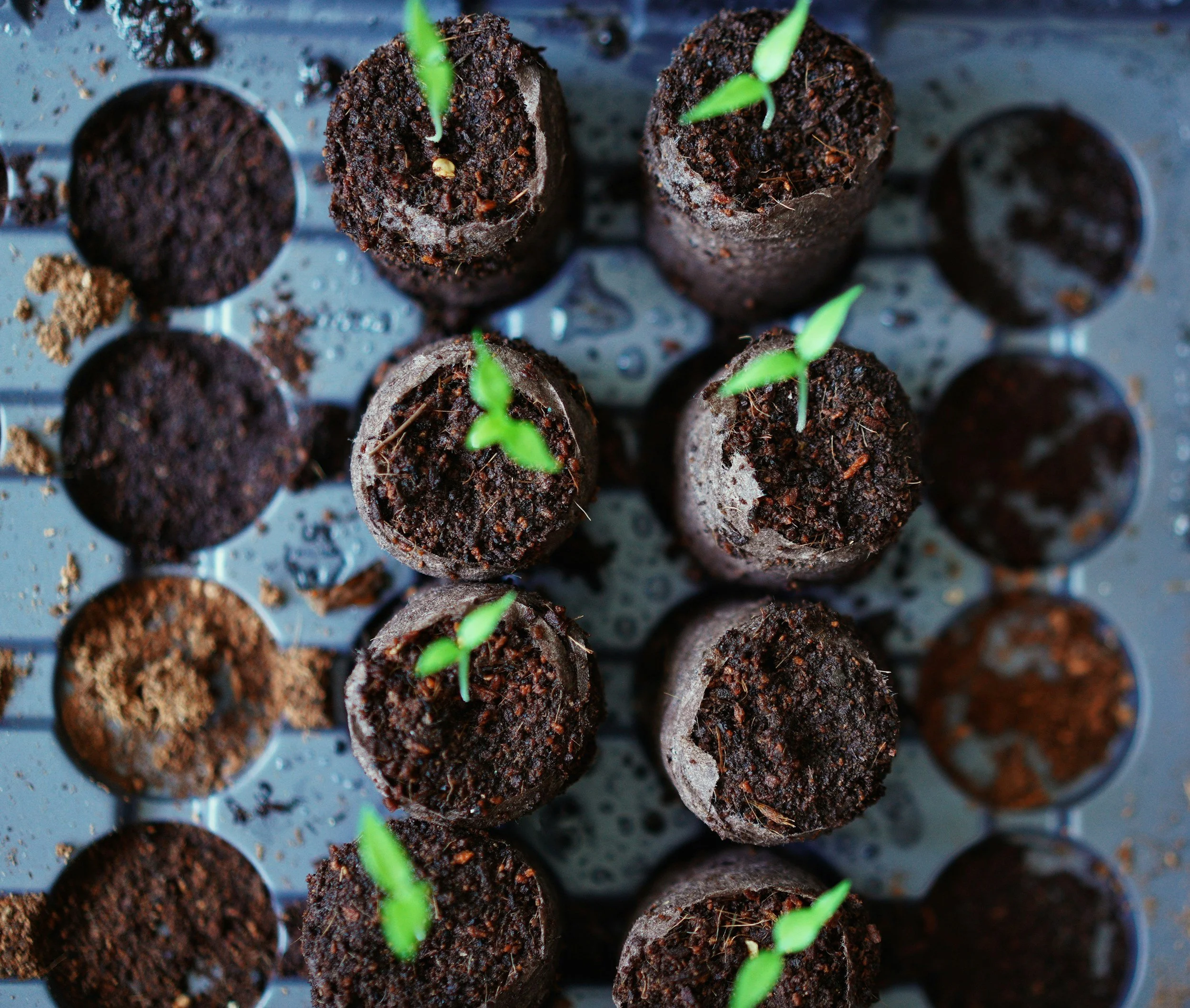 Native Seed Bomb Workshop with TLGV