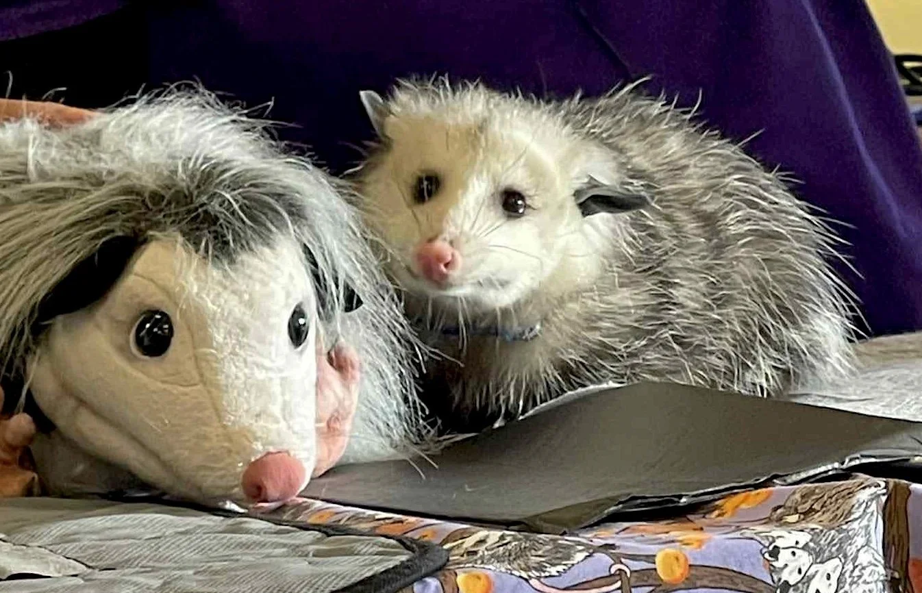 All About Opossums with Ferncroft Wildlife Rescue
