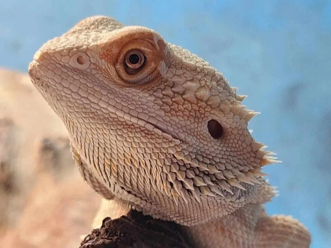 The Reptile Nook