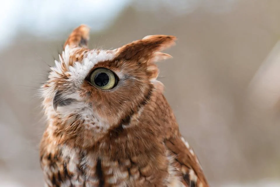 Owl Prowl (register)