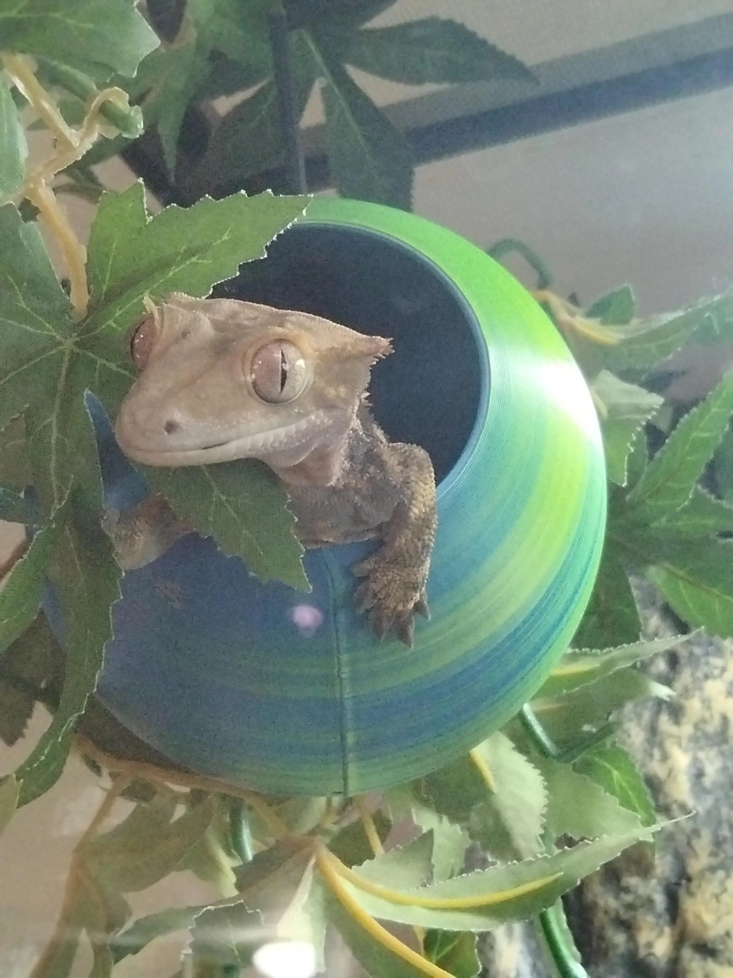Photo of a gecko peeking out through a hole in a spherical nesting place.
