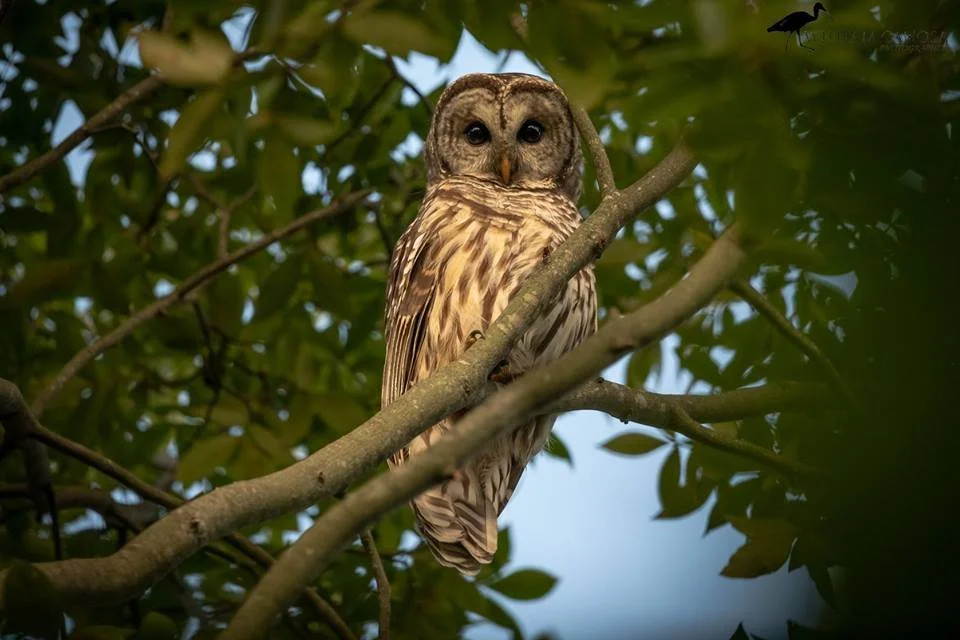 Photograph of a barred owl in a tree