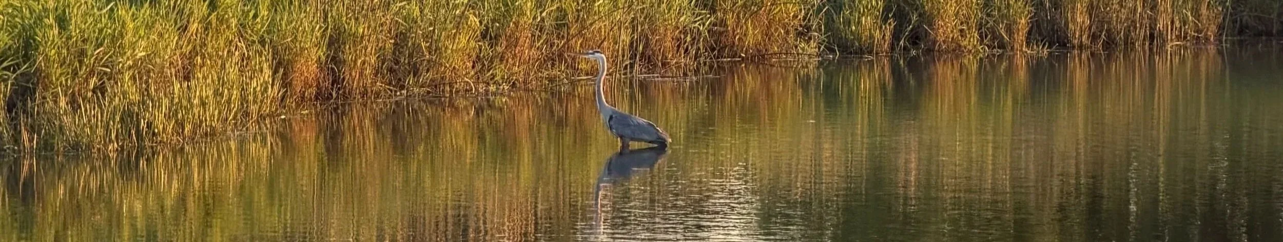 A heron standing in a calm body of water with tall grasses on the bank, reflecting in the water during sunset or sunrise.