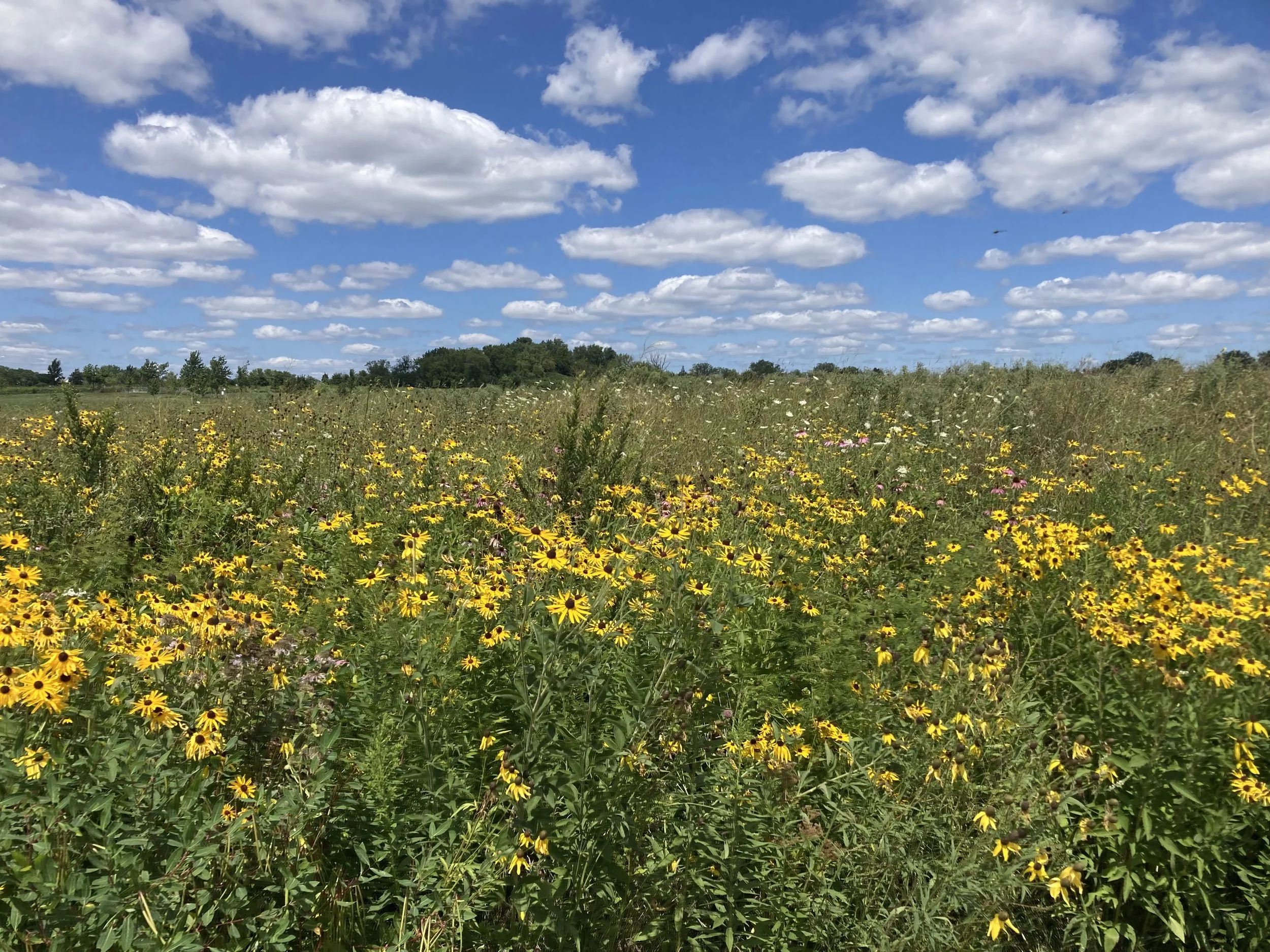 A vast field of yellow flowers with trees in the background under a blue sky filled with fluffy white clouds.
