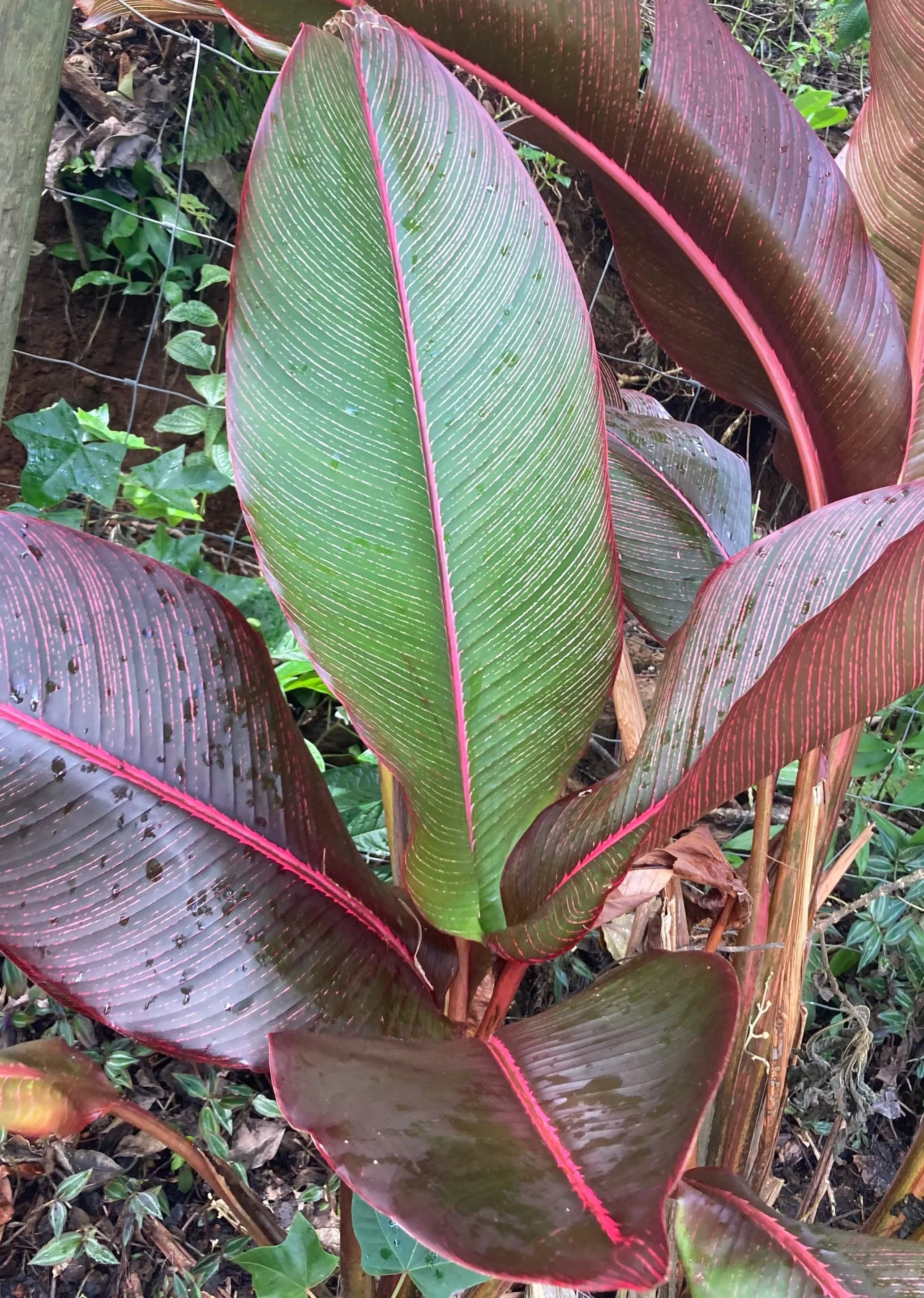 Close-up of colorful tropical plant leaves with pink, green, and purple hues and prominent pink veins, surrounded by small green plants and soil.