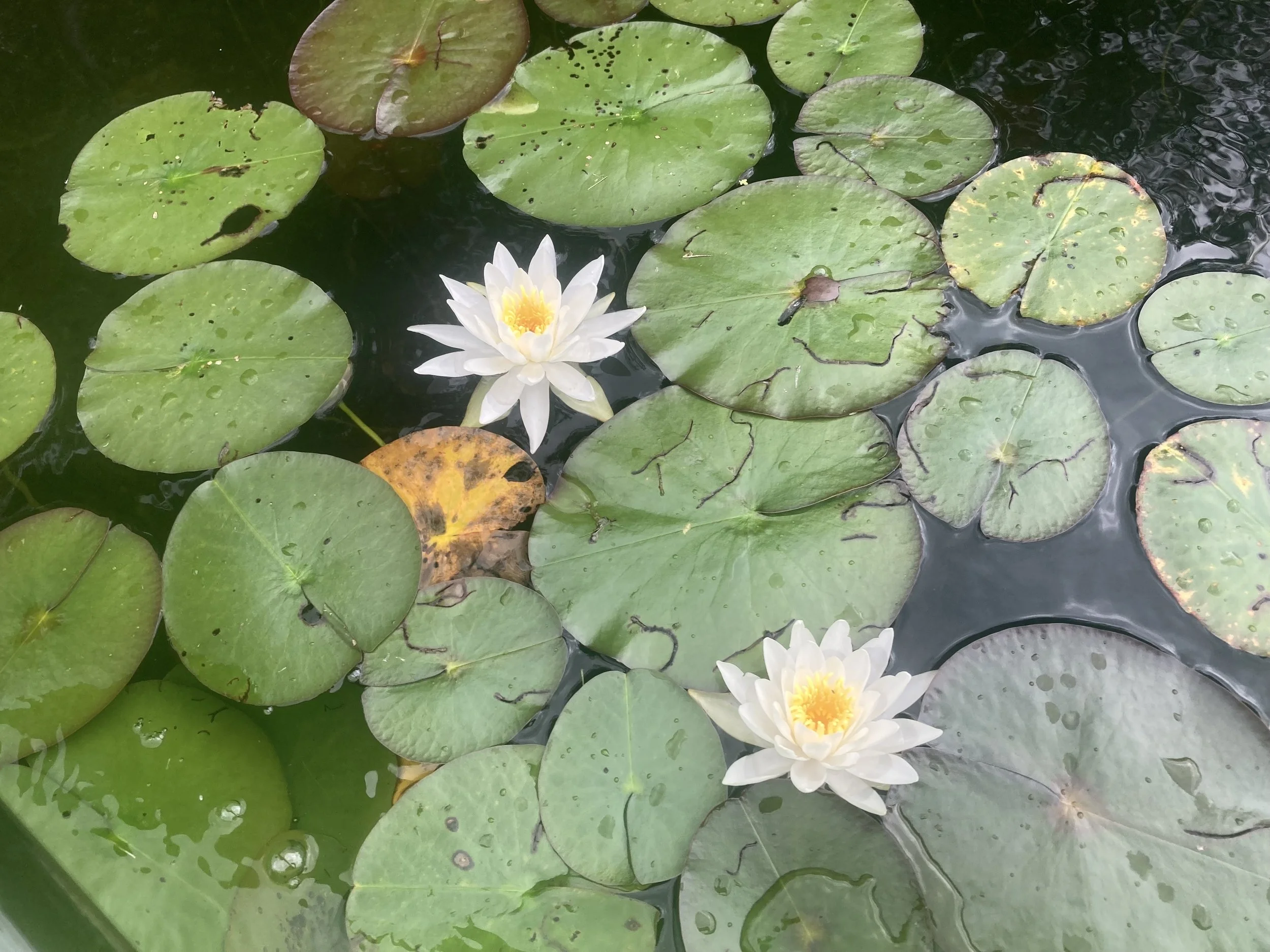 Water lilies with green leaves floating on a pond, some with brown spots, and two white lilies with yellow centers in the water.