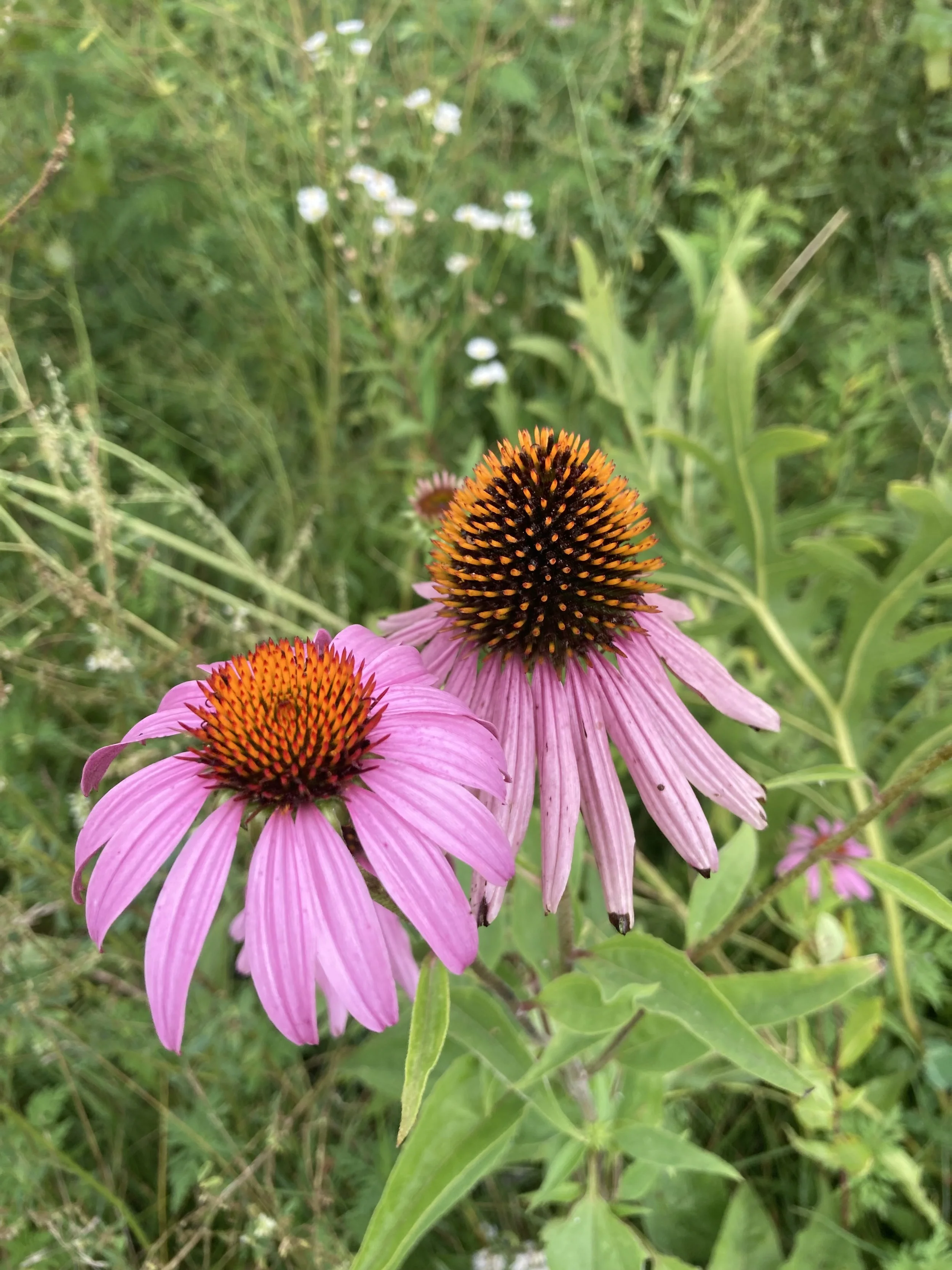 Close-up of pink coneflowers with orange and purple centers among green grass and foliage.
