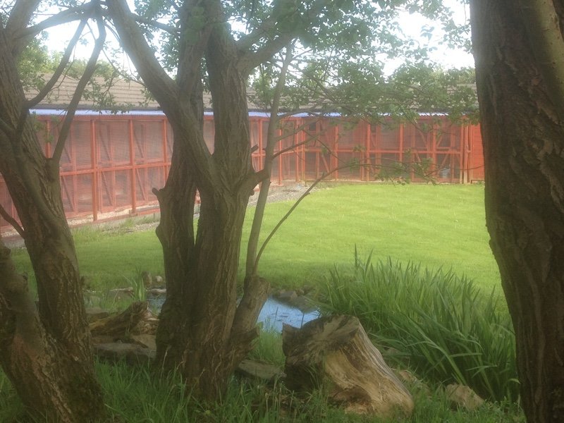 Lawn-pond-looking-towards-cattery.jpg