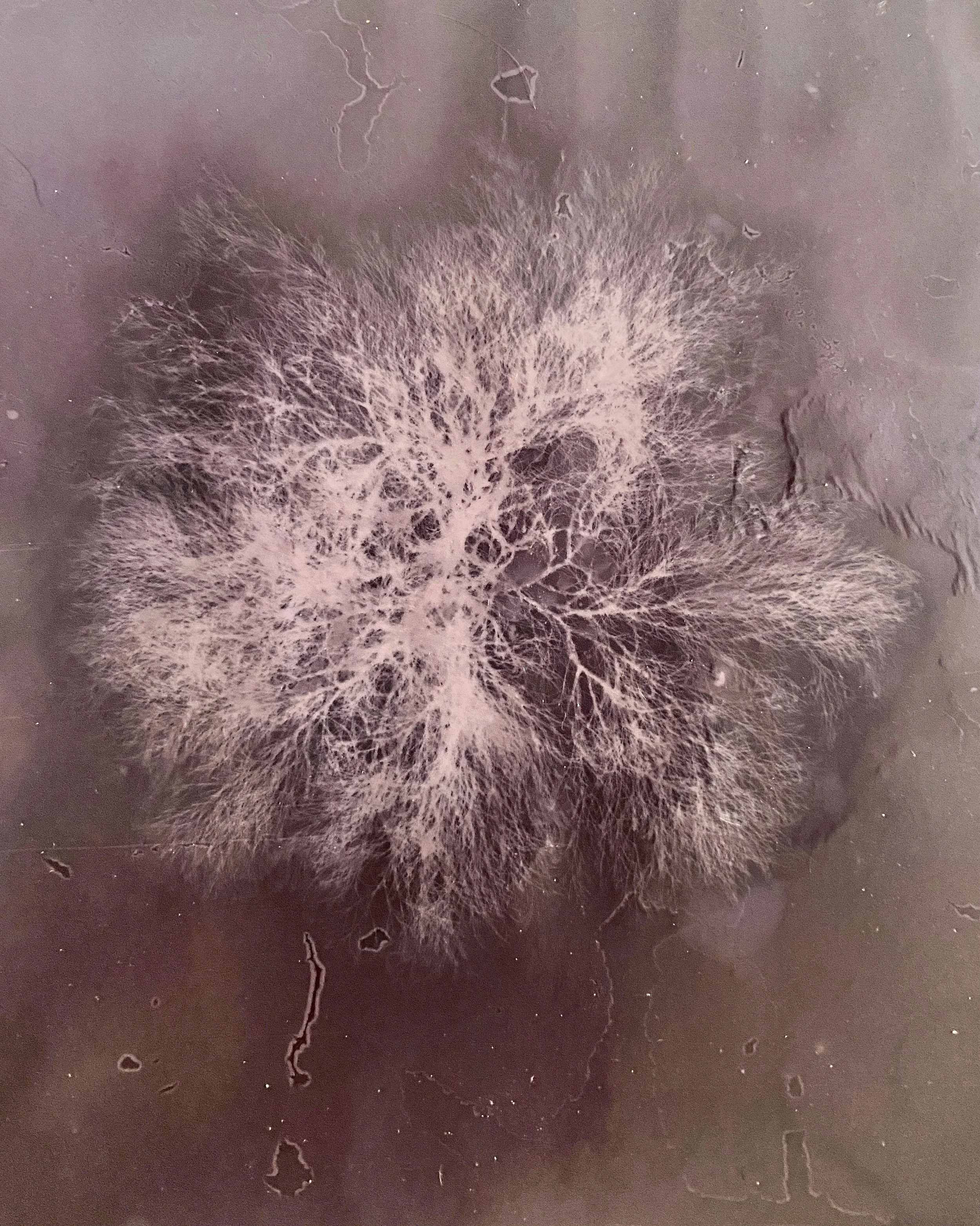 "Ebb Series" Lumen print, 2022. Seaweed, U.V. light, salt water, expired black and white photo paper.