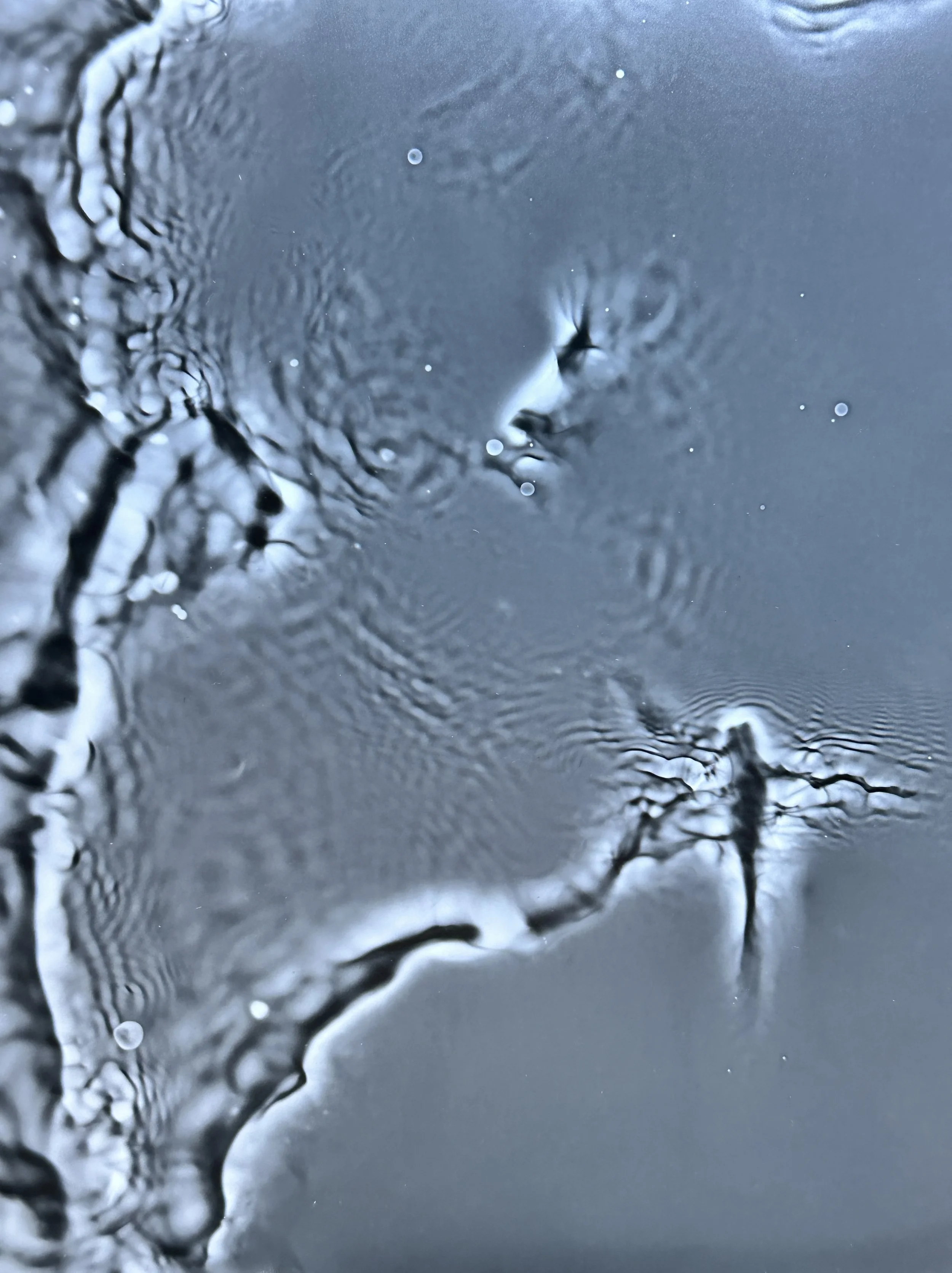 "Reverberate, no. 5" Watergram, 2023. Water, motion, light on black and white darkroom paper, traditional darkroom chemistry.