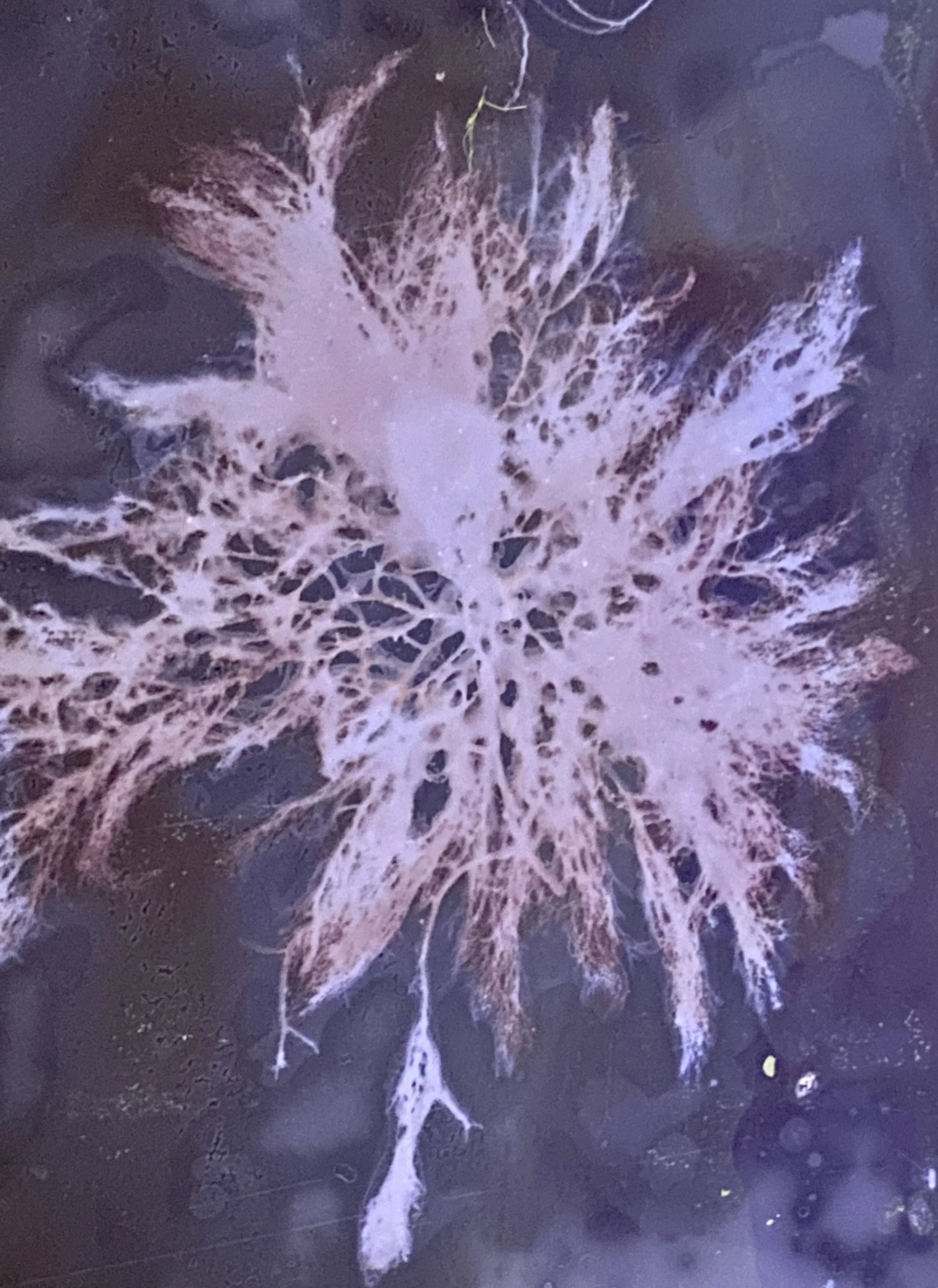 "Ebb Series" Lumen print, 2022. Seaweed, U.V. light, salt water, expired black and white photo paper.