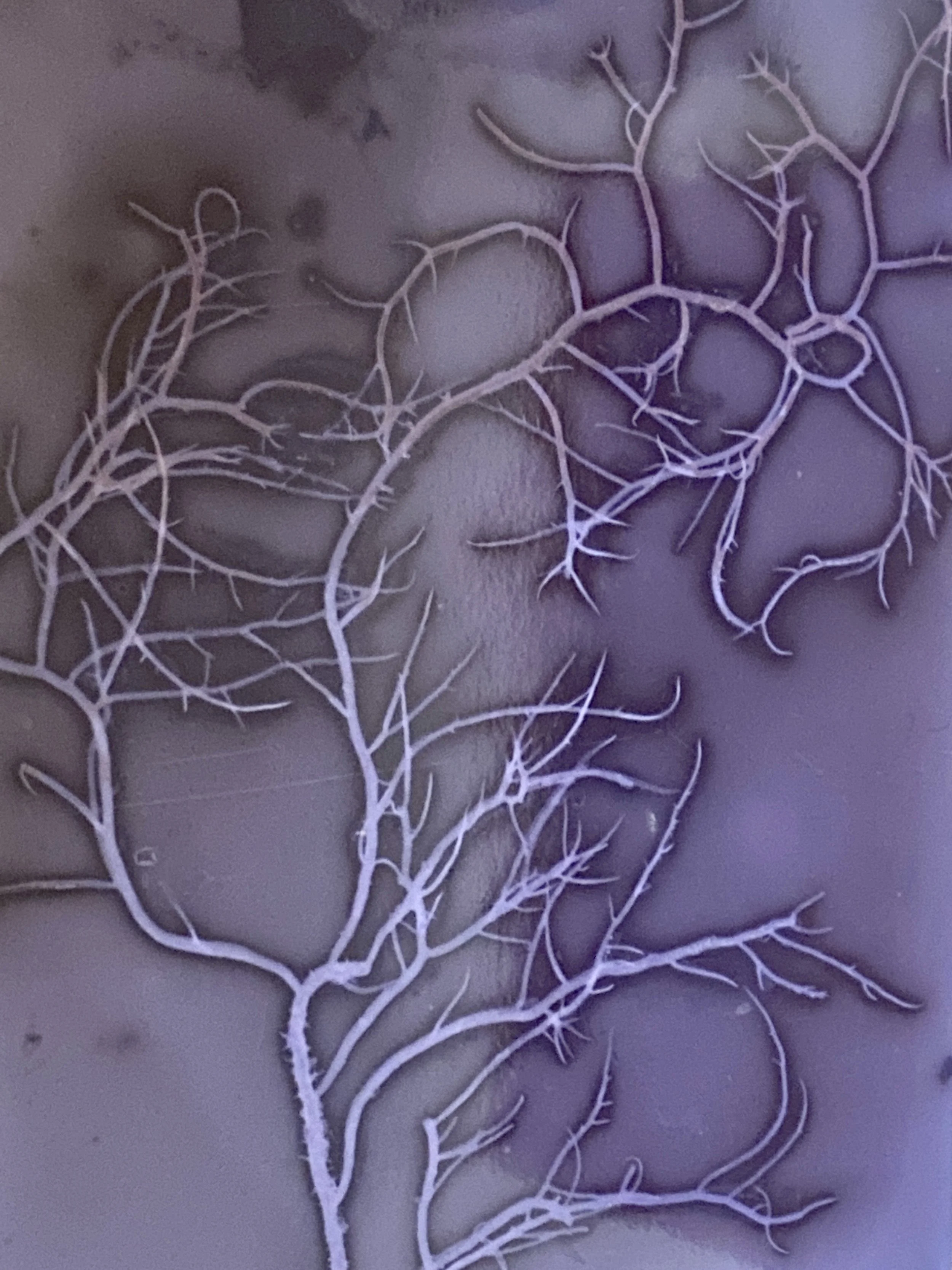 "Ebb Series" Lumen print, 2022. Seaweed, U.V. light, salt water, expired black and white photo paper.