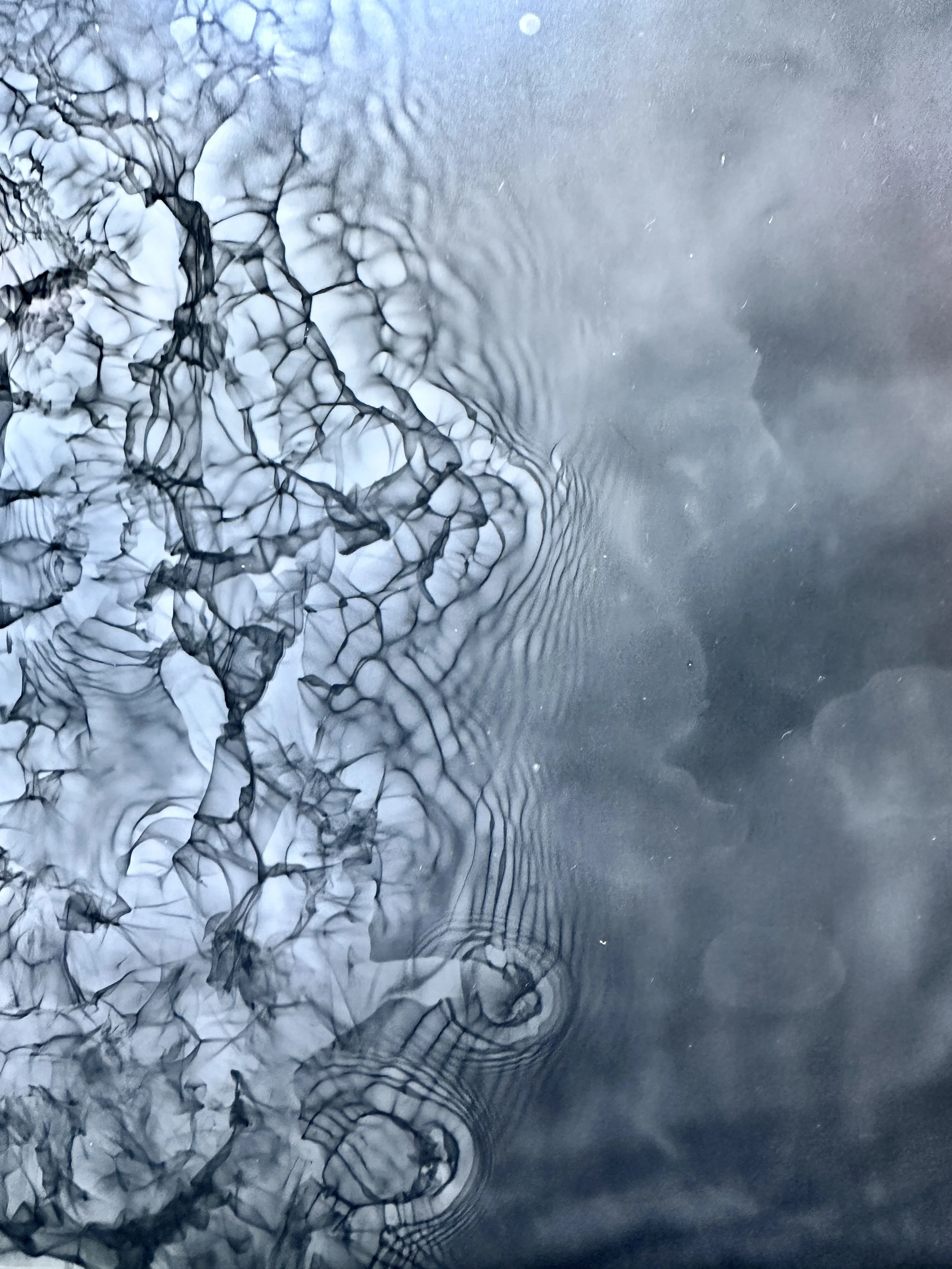 Reverberate, no. 2 detail" Watergram, 2023. Water, motion, light on black and white darkroom paper, traditional darkroom chemistry.