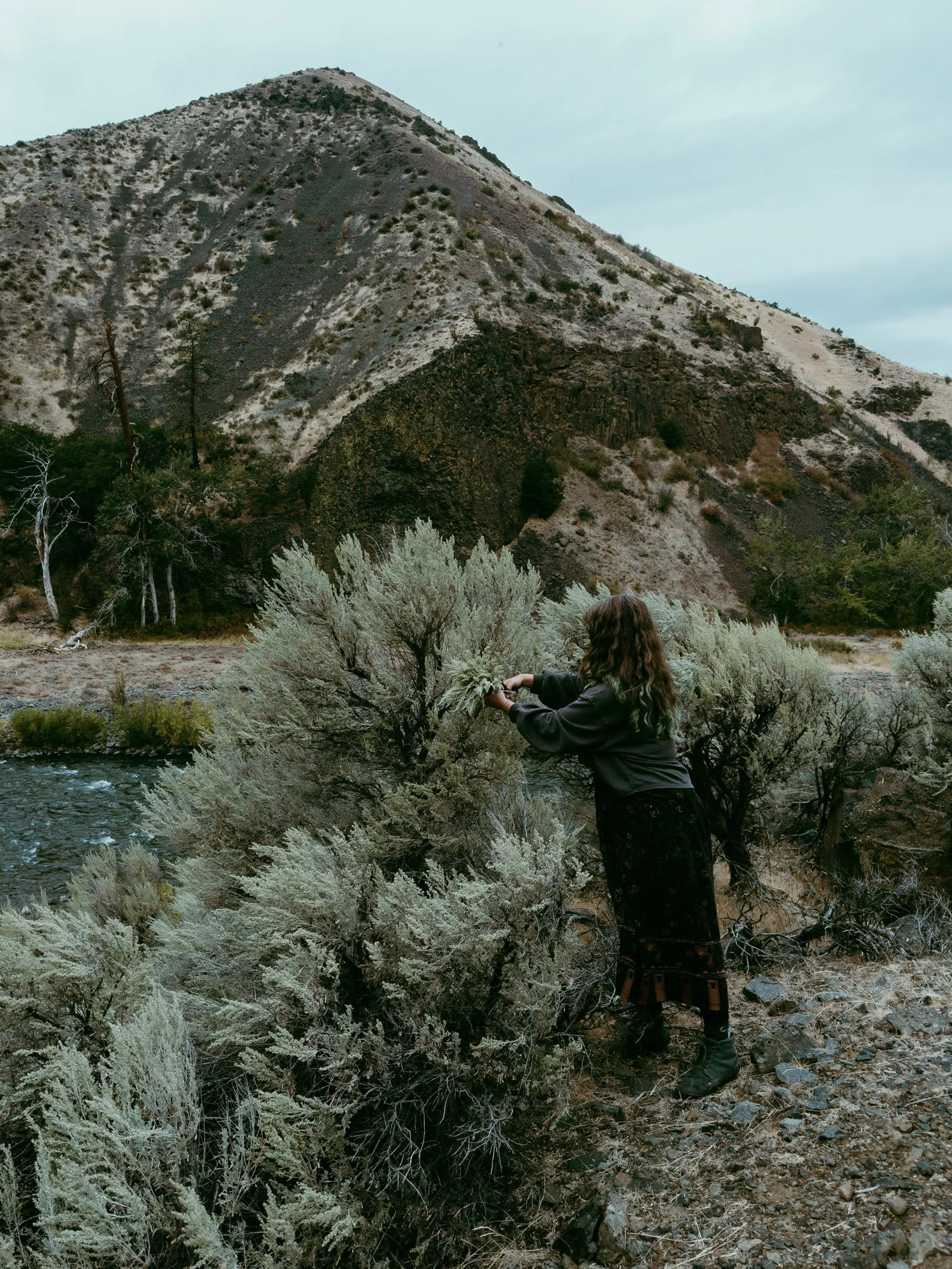 Person picking sagebrush on hillside near a river with rocky mountain background, cloudy sky.