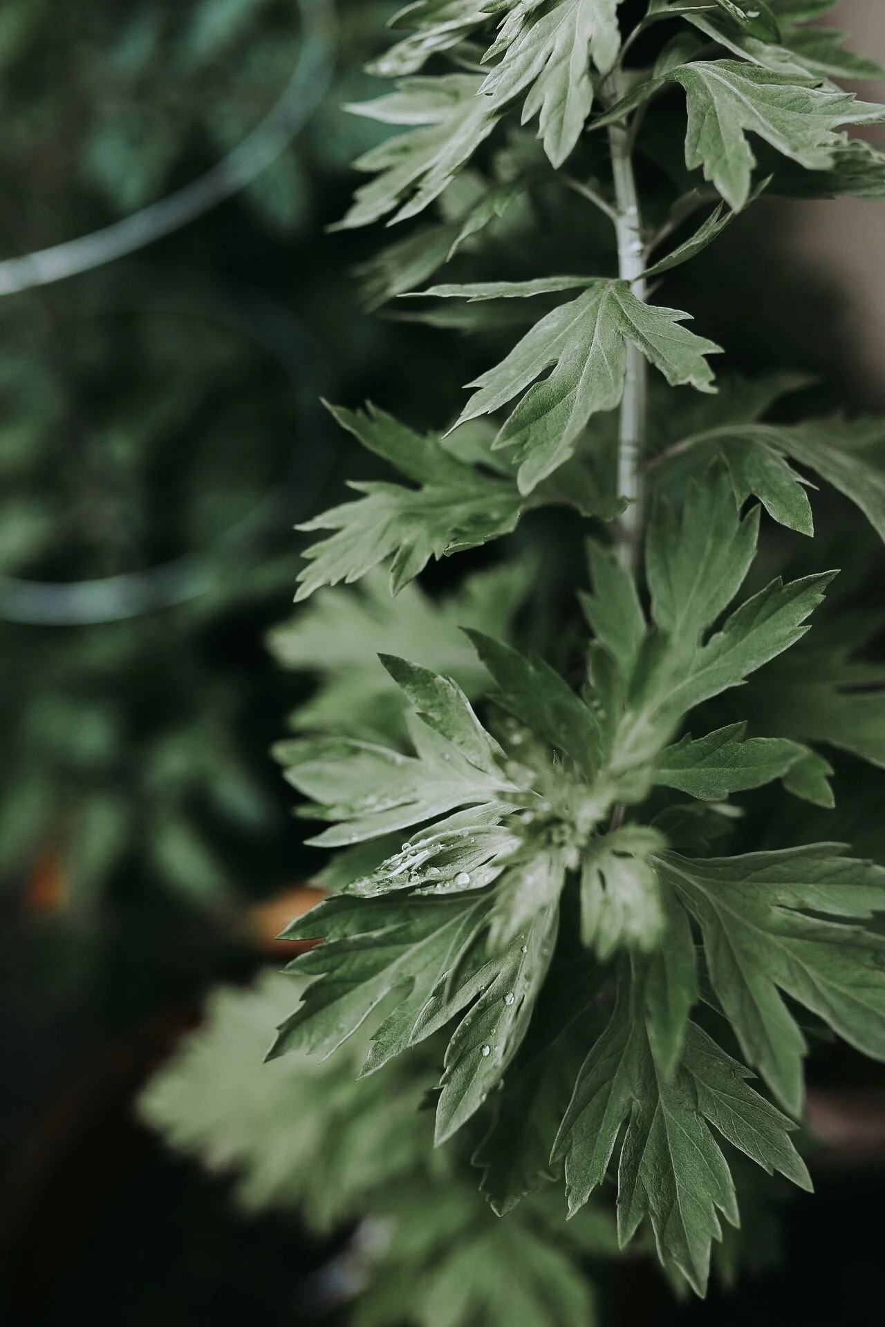 Close-up of green plant leaves with visible texture and water droplets.