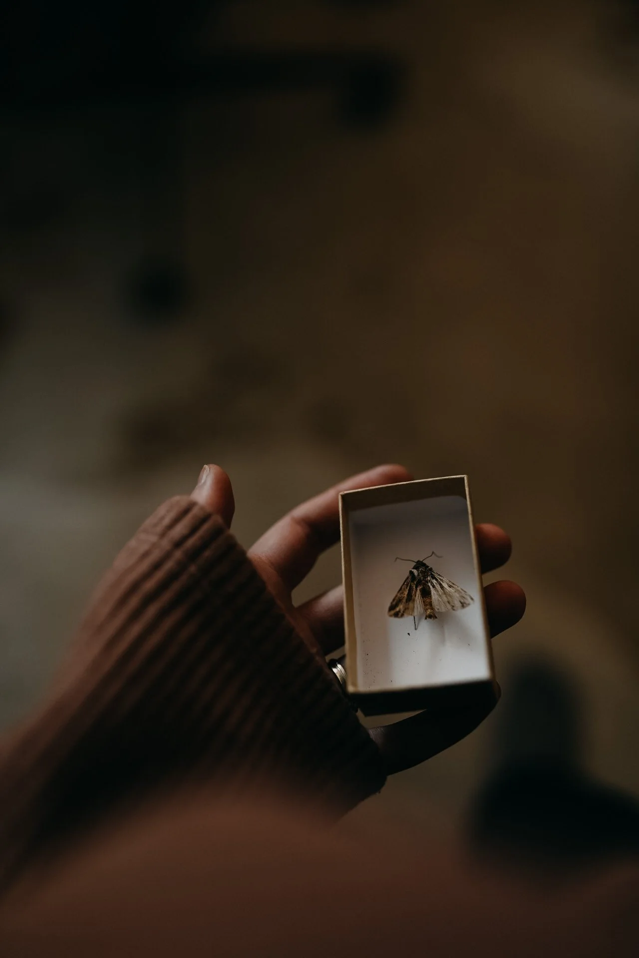 A person holding a small box containing a brown moth.