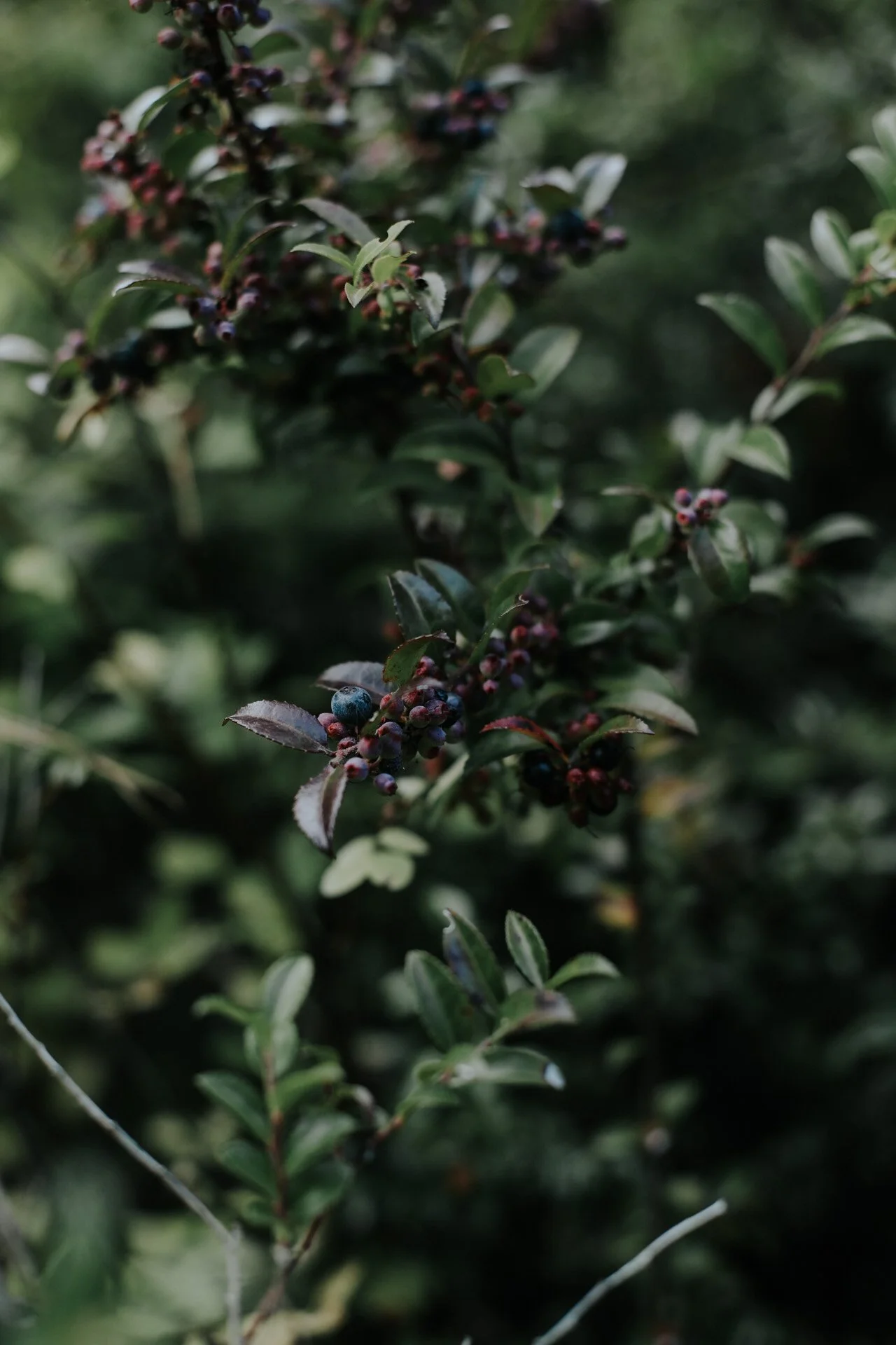 Close-up of a berry bush with green leaves and purple-blue berries.