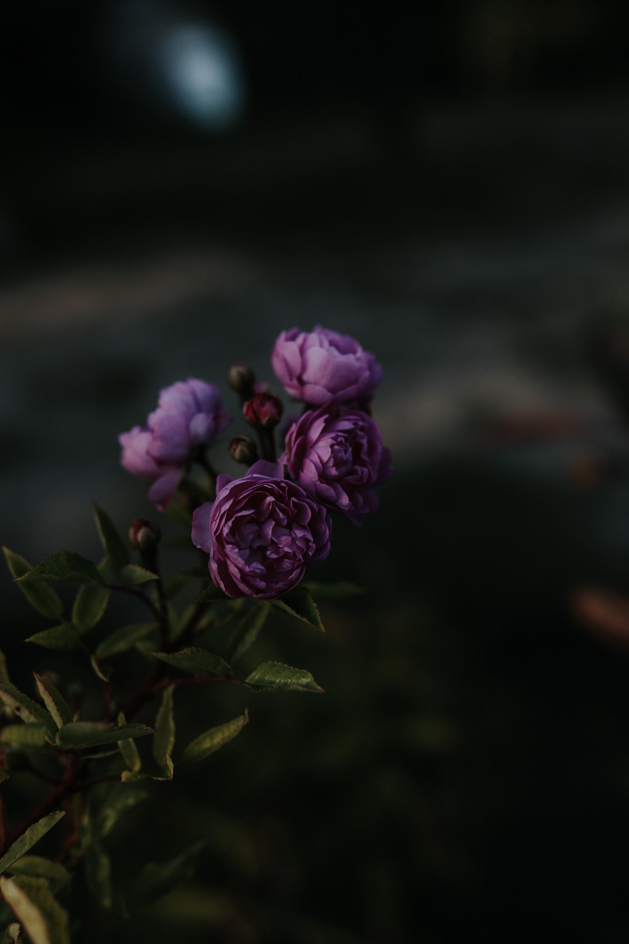 Purple roses with foliage in low light