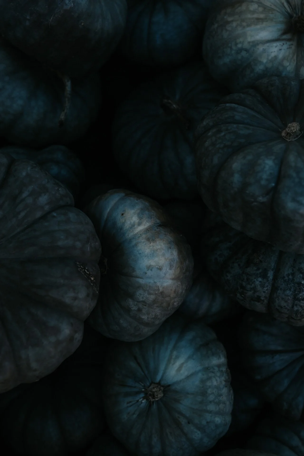 Dark blue or greenish pumpkins clustered together.