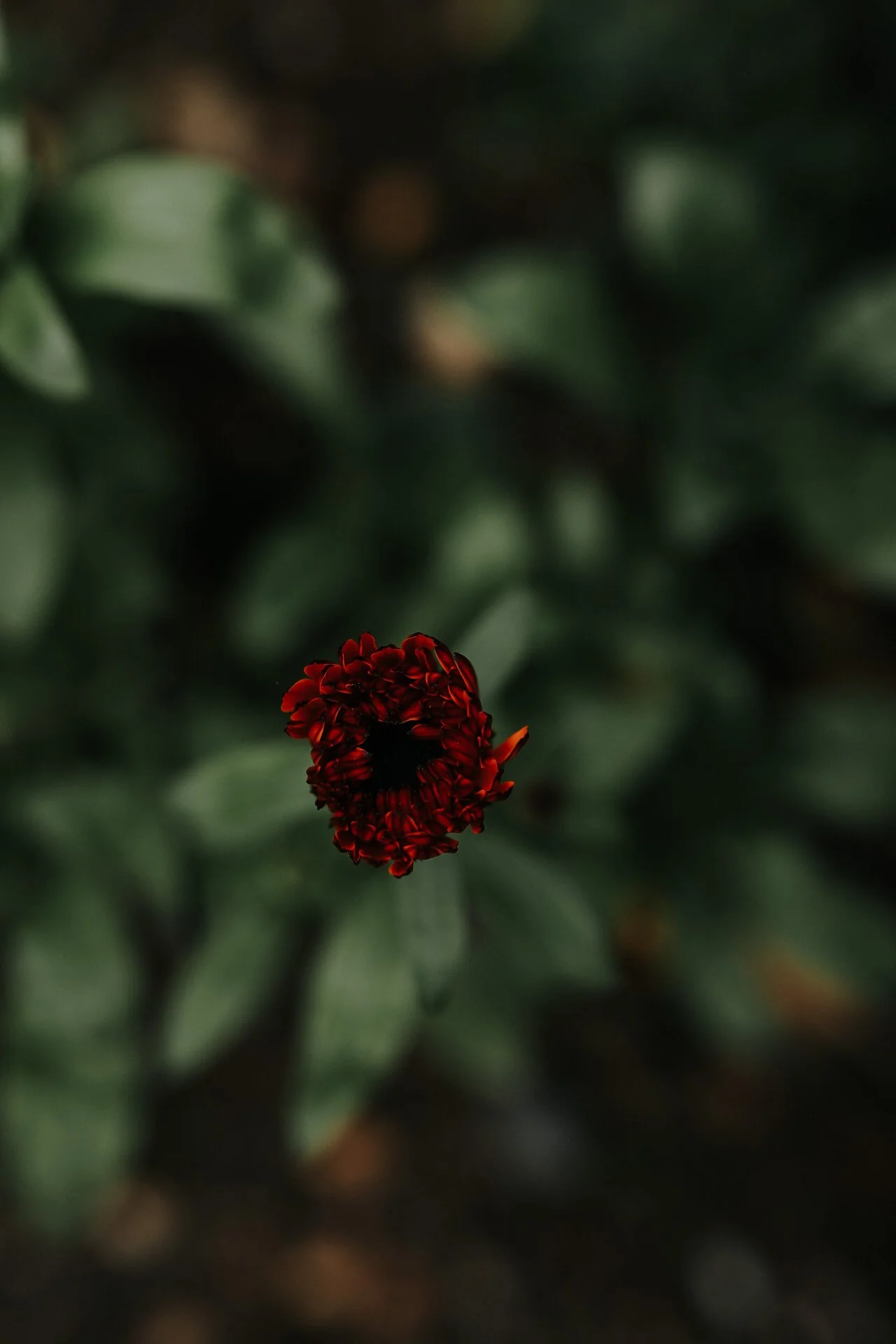 Close-up of a dark red marigold flower against a blurred green background.