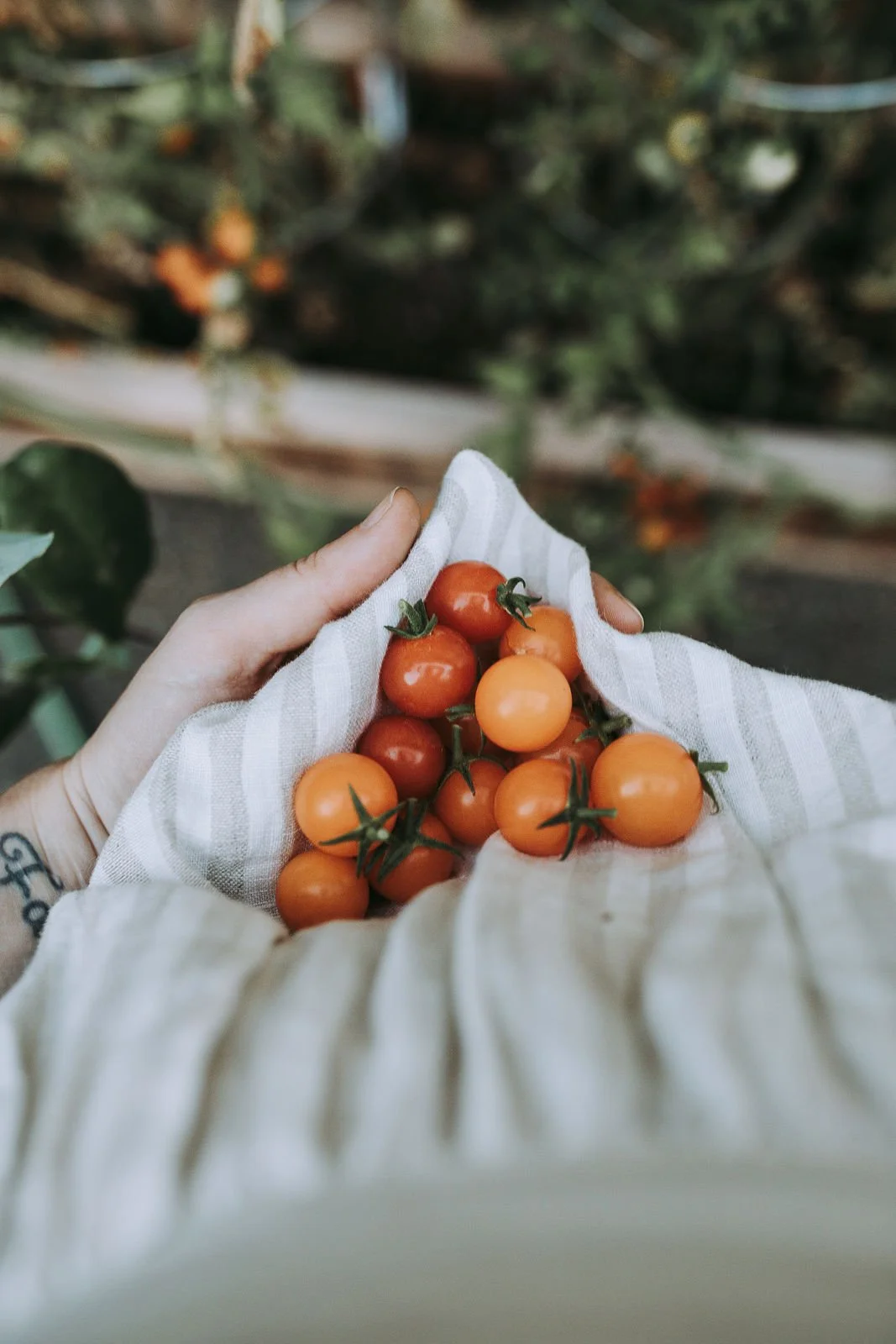 Person holding cherry tomatoes in a cloth outdoors.