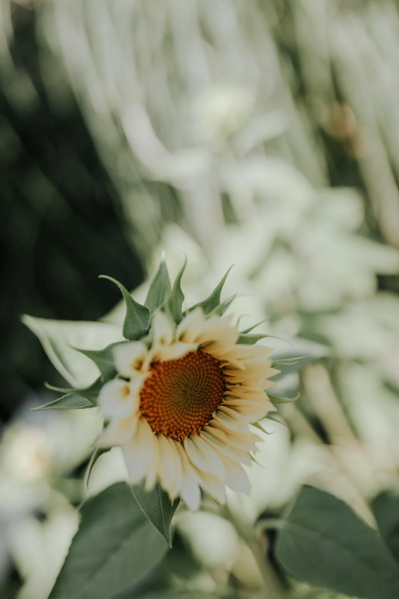 Close-up of a blooming sunflower with blurred green background.