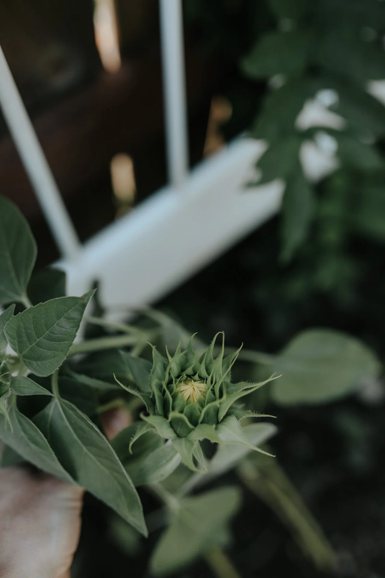 Close-up of a sunflower bud with green leaves and a blurred background.