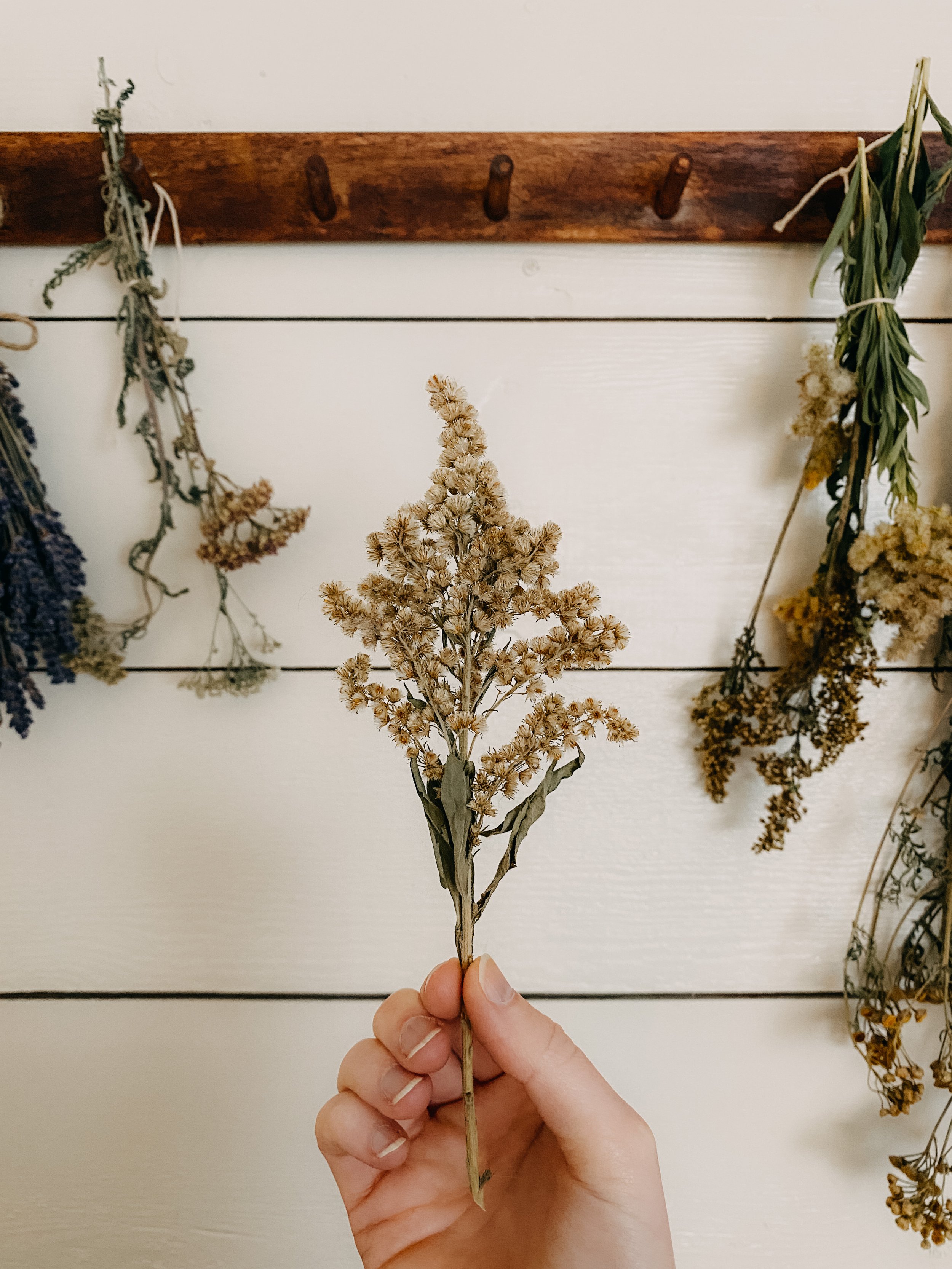 Hand holding dry flower bouquet against rustic background with hanging herbs.
