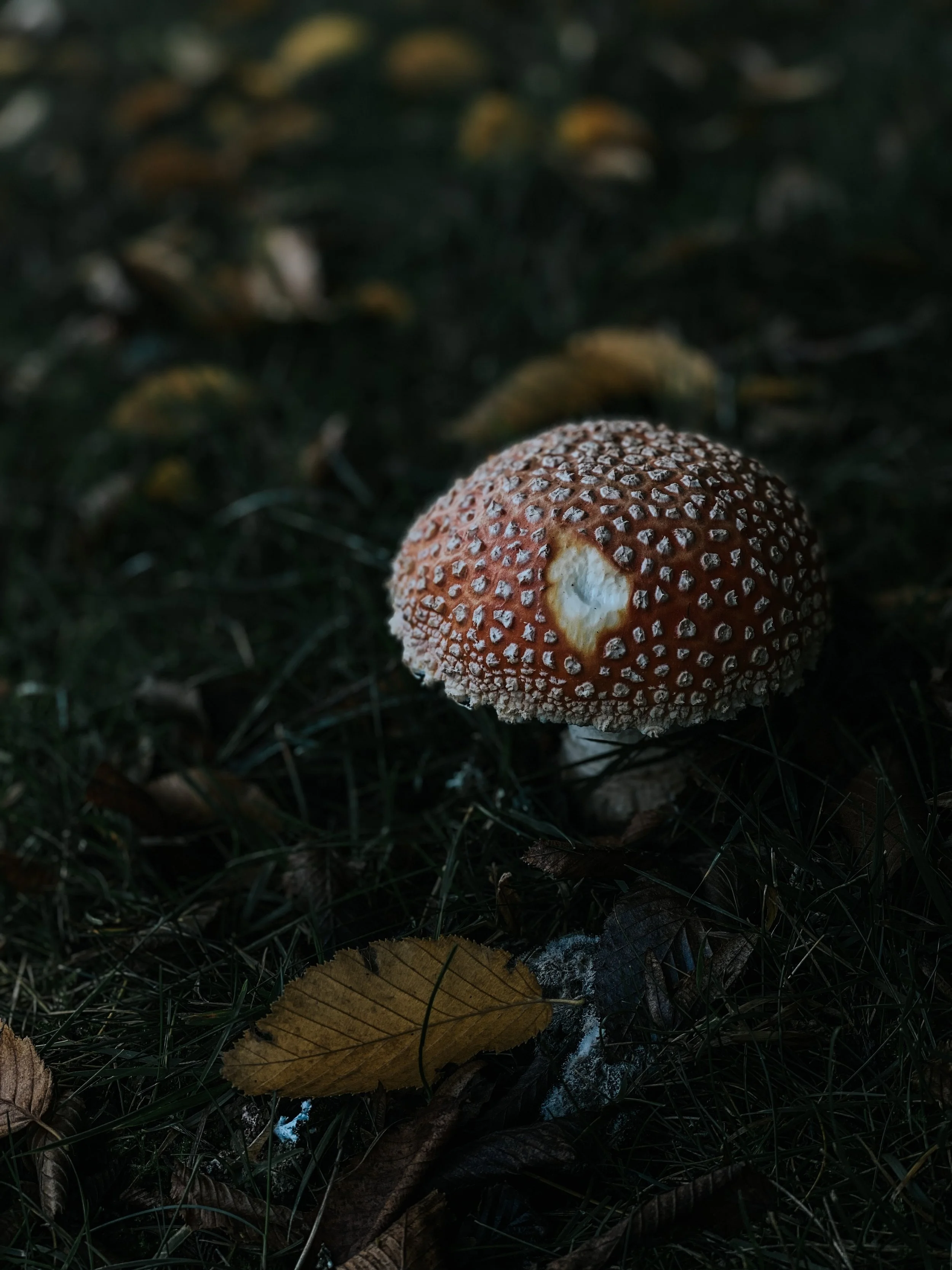 Amanita muscaria mushroom on grass with fallen leaves