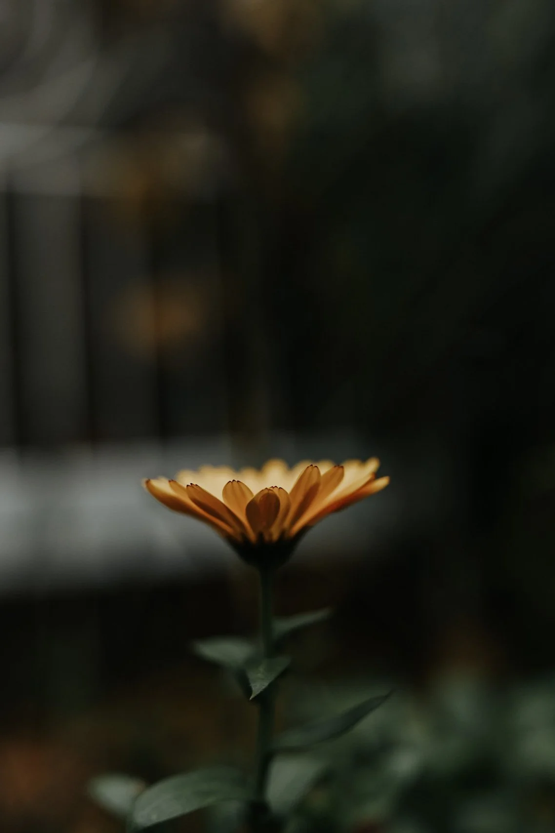 Close-up of a yellow flower with a blurred background.