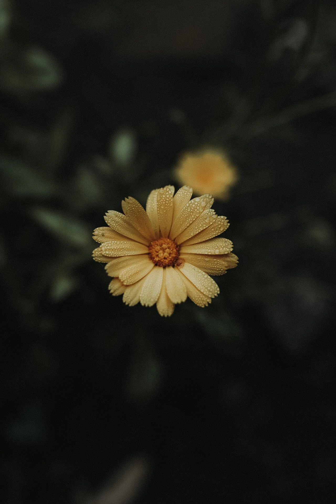 Close-up of a yellow flower with dew drops
