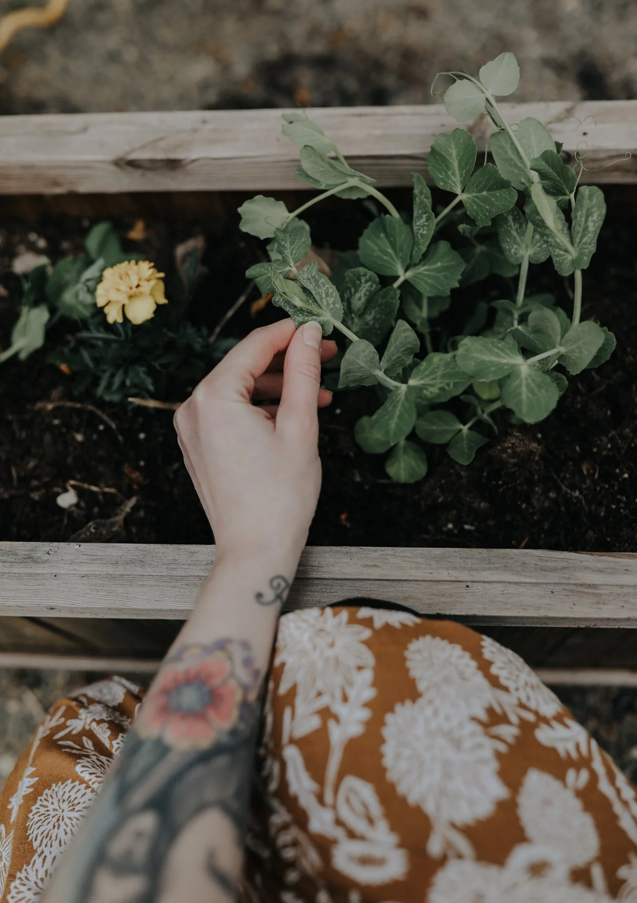 Person with tattooed arm tending to plants in a wooden planter box.