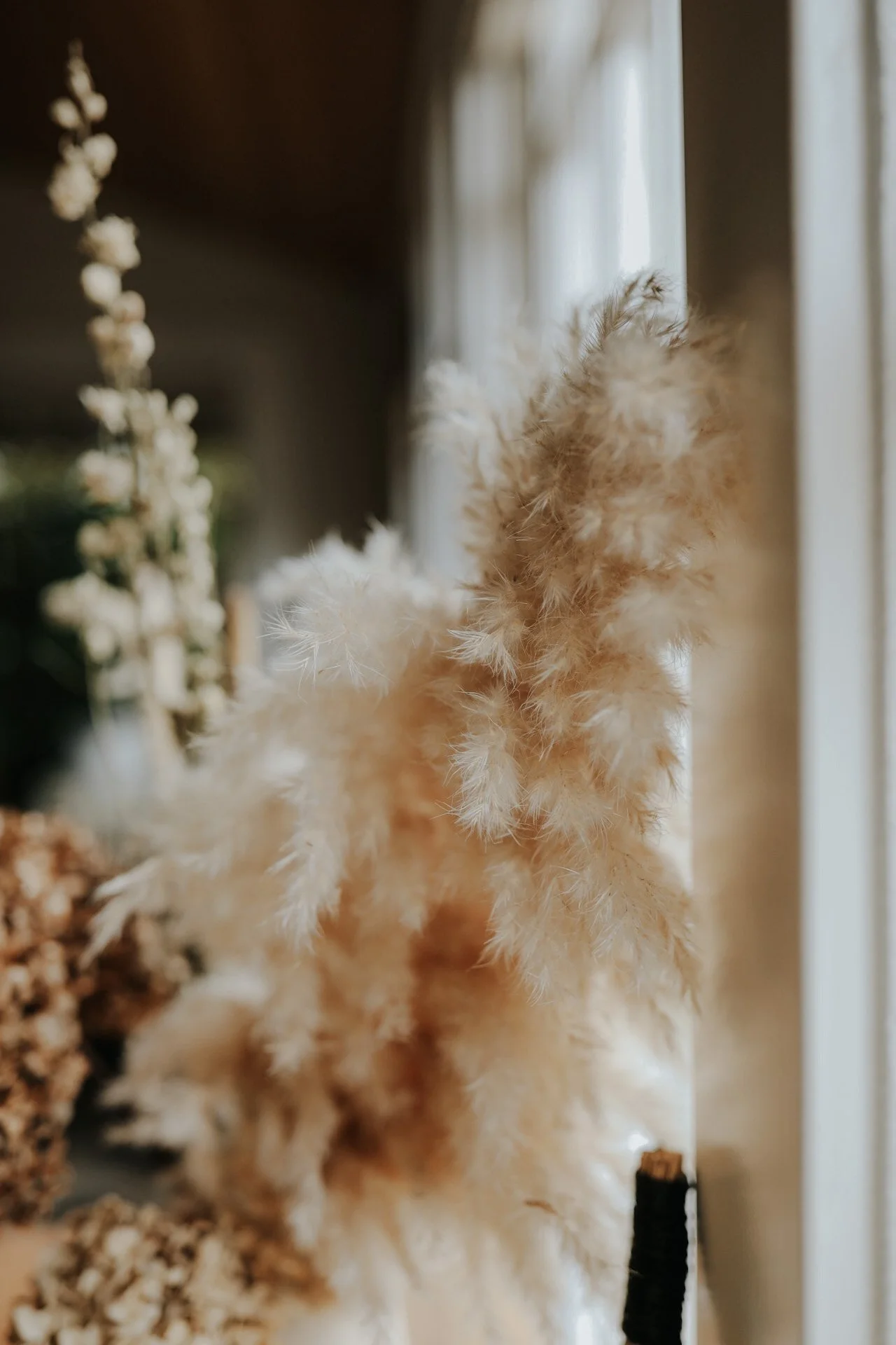 Close-up of pampas grass indoors reflecting sunlight.